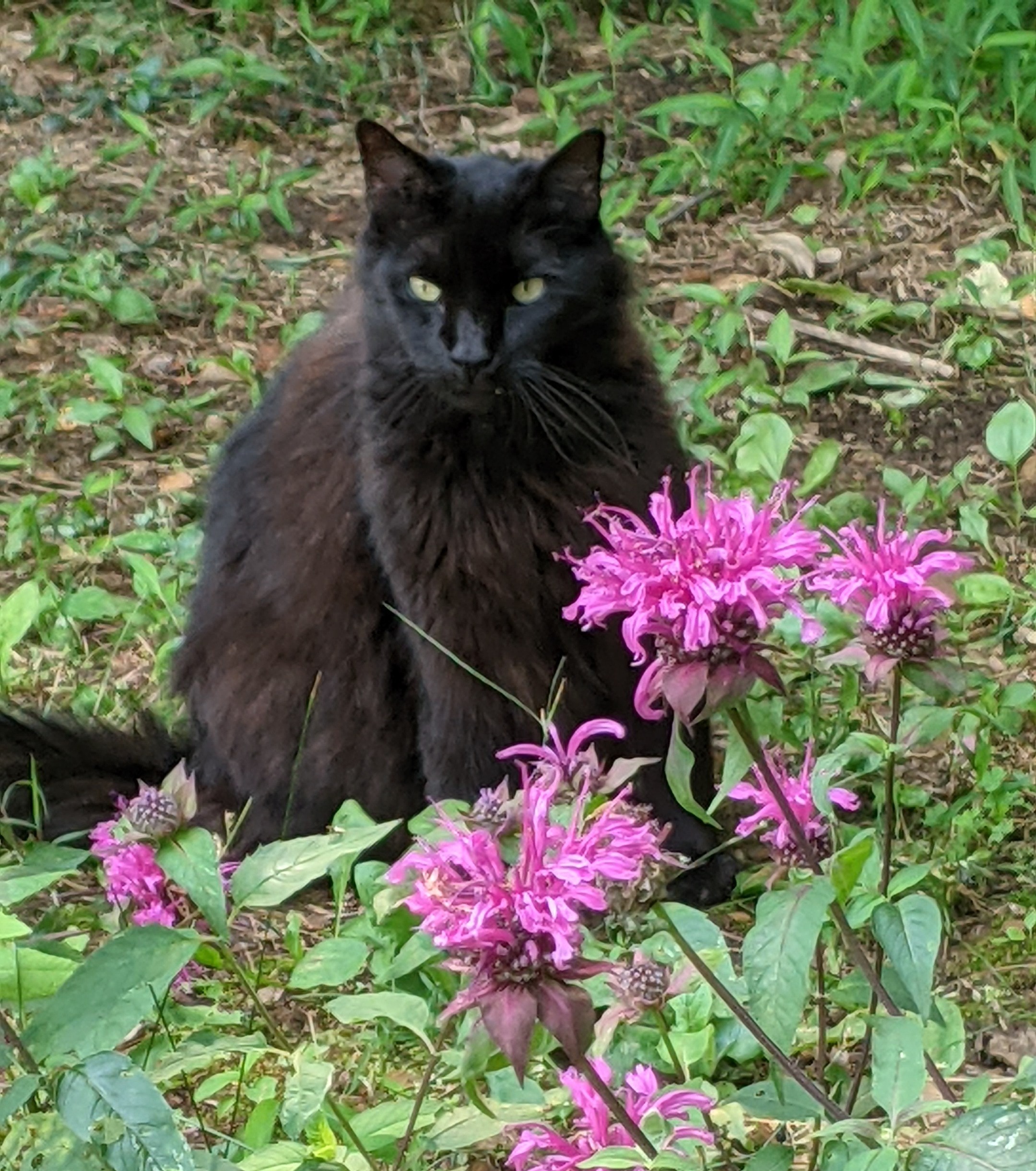 Help Us Care for Distressed Cats campaign photo, 4 of 8