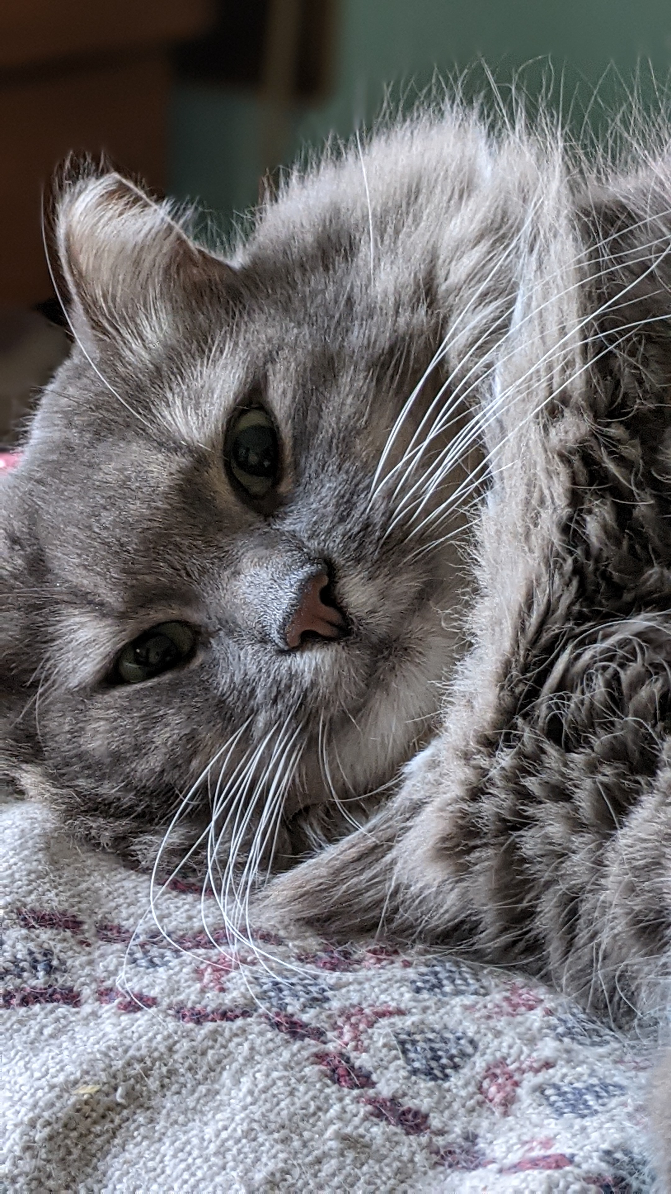 Help Us Care for Distressed Cats campaign photo, 5 of 8