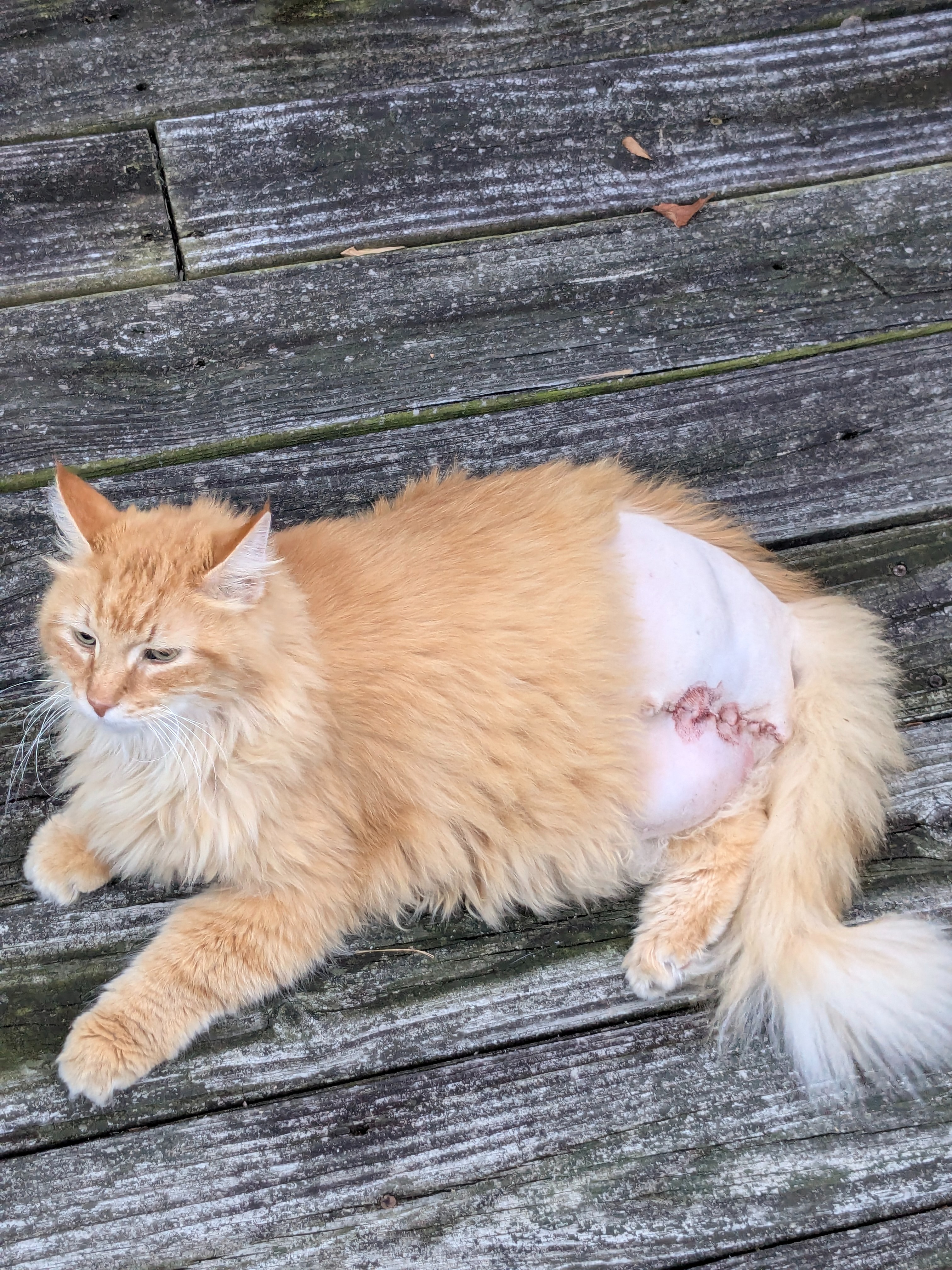 Help Us Care for Distressed Cats campaign photo, 6 of 8