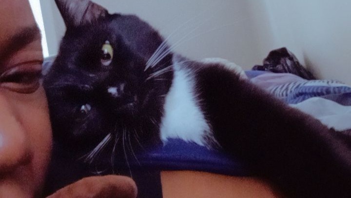 Help Flora Build a Safe Outdoor Home for Her Cats photo
