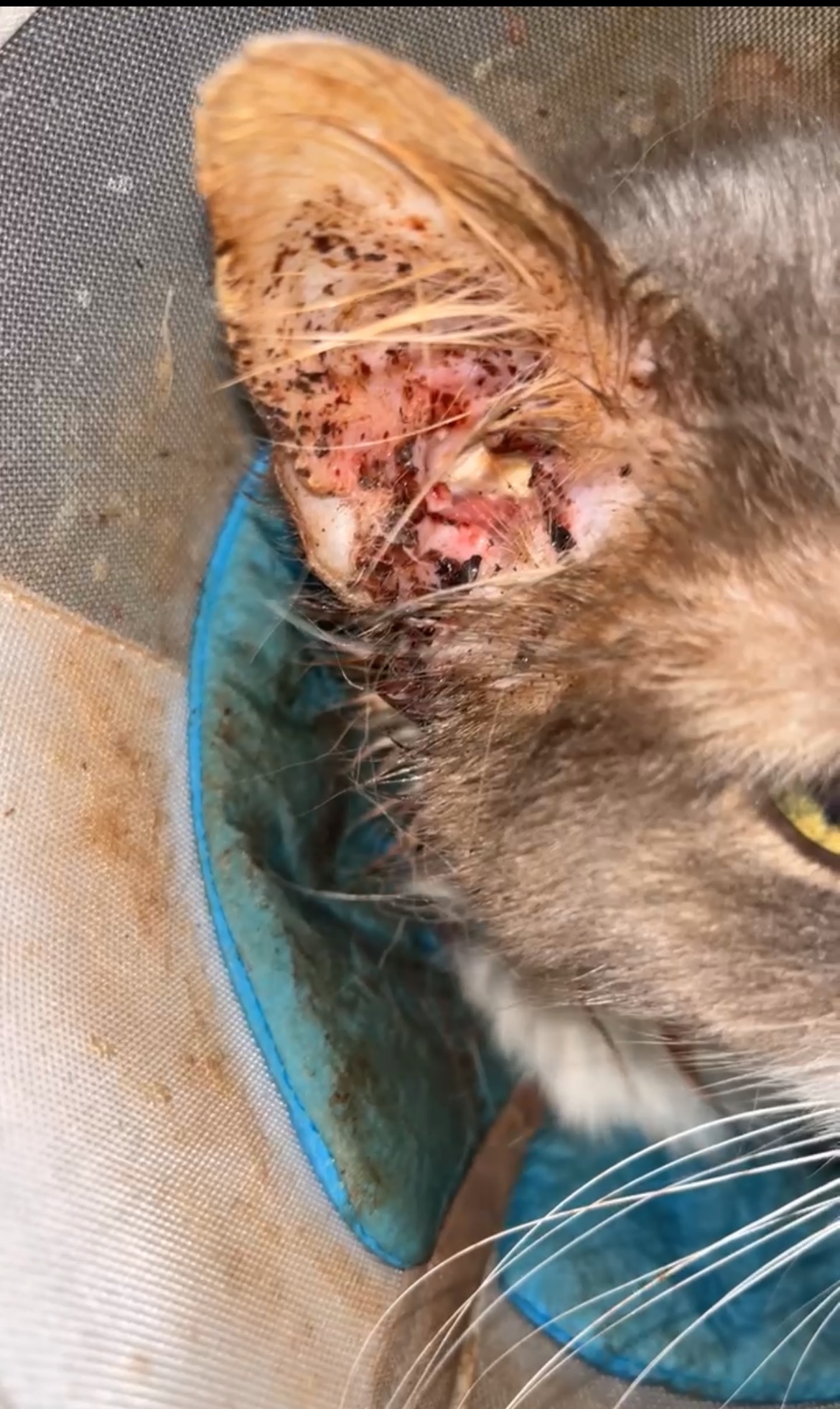 Support Rosey's Urgent Ear Surgery campaign photo, 6 of 8