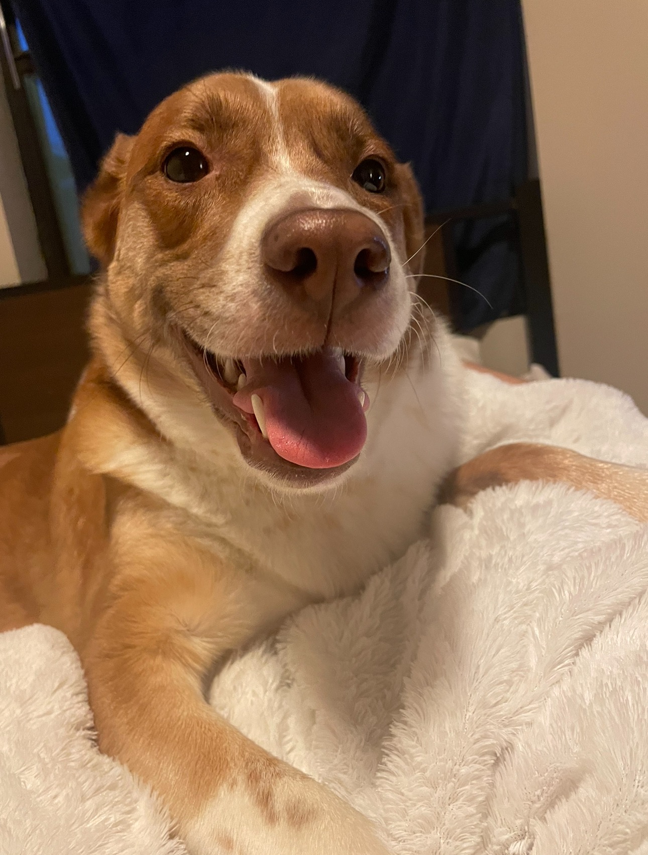 Save Sheba: Gia’s Emotional Support Dog’s Cancer Battle campaign photo, 7 of 8