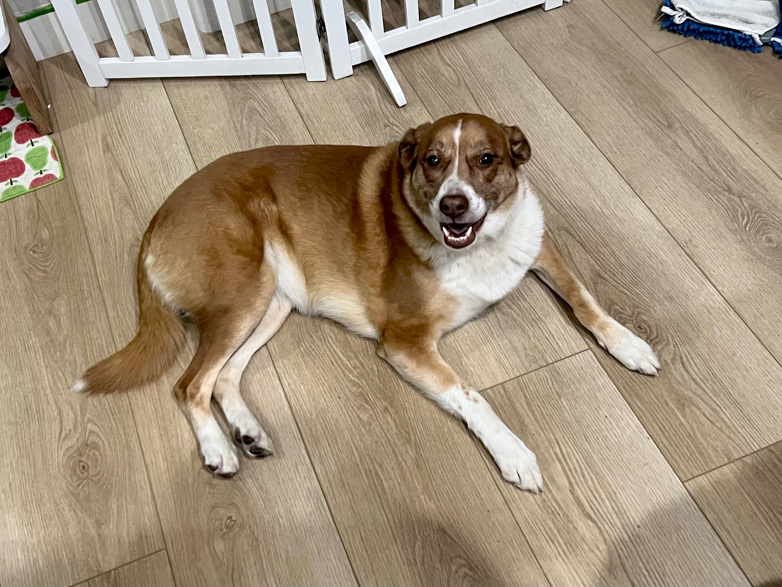 Save Sheba: Gia’s Emotional Support Dog’s Cancer Battle campaign photo, 2 of 8