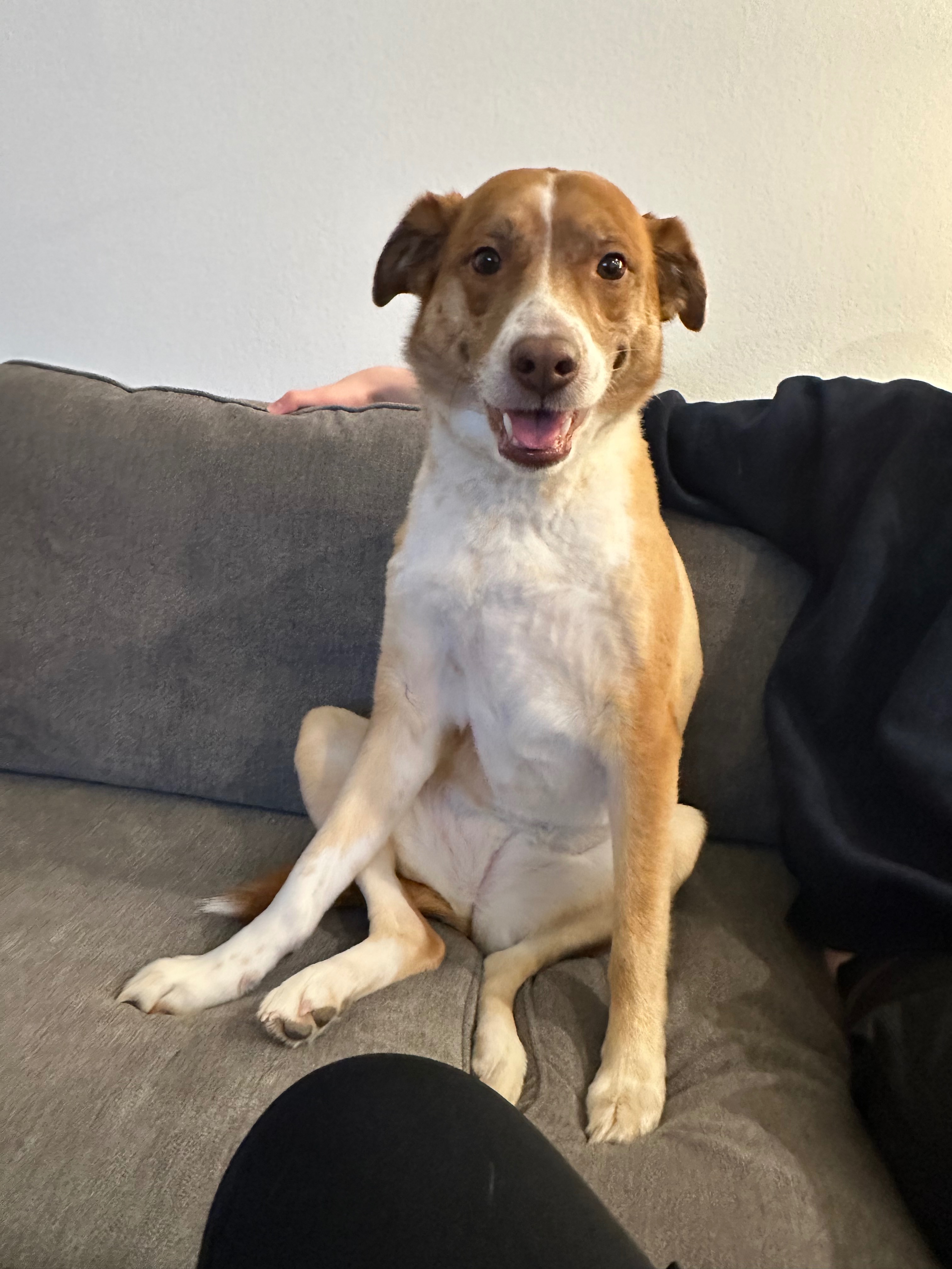 Save Sheba: Gia’s Emotional Support Dog’s Cancer Battle campaign photo, 4 of 8