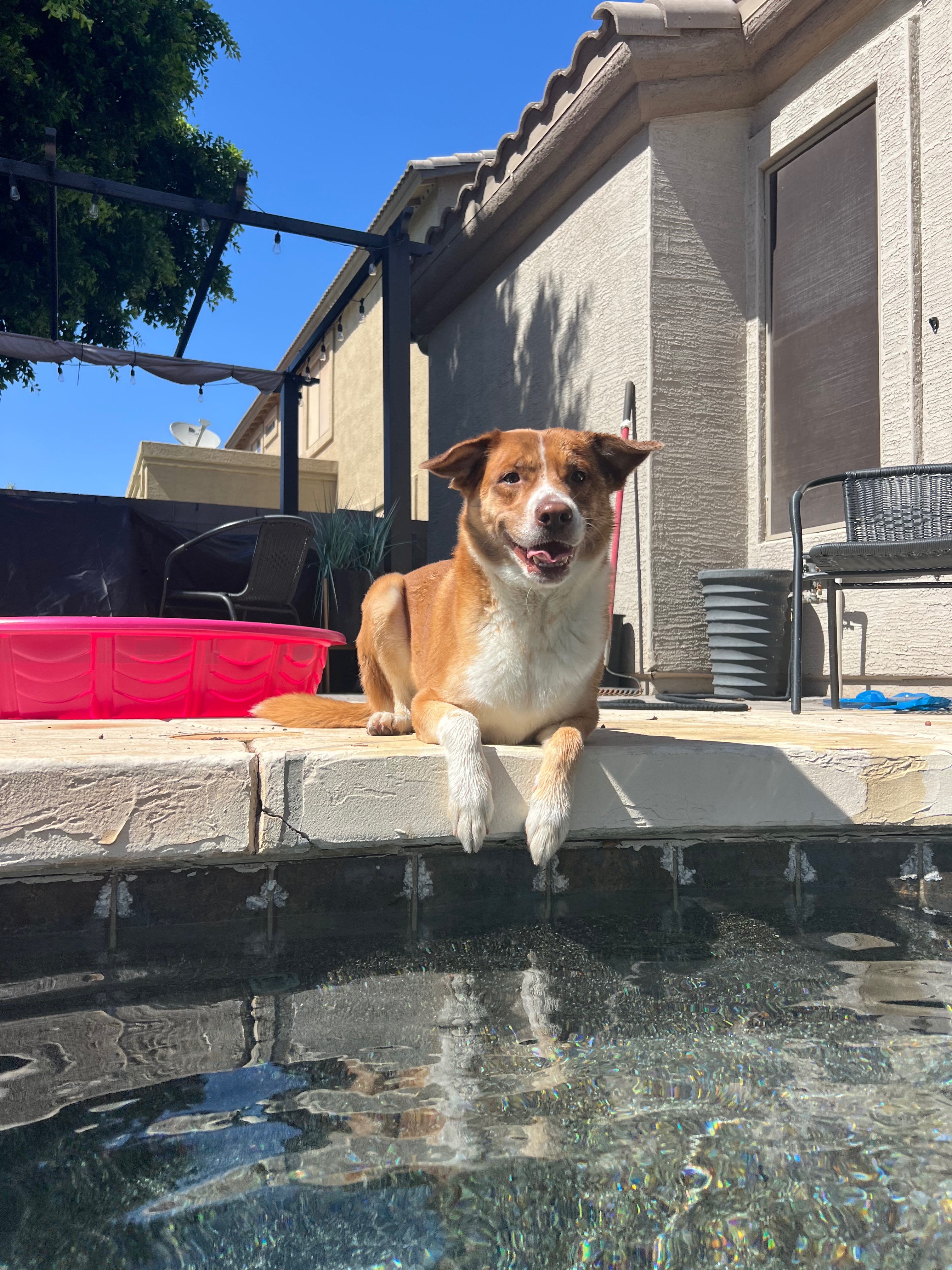 Save Sheba: Gia’s Emotional Support Dog’s Cancer Battle campaign photo, 5 of 8