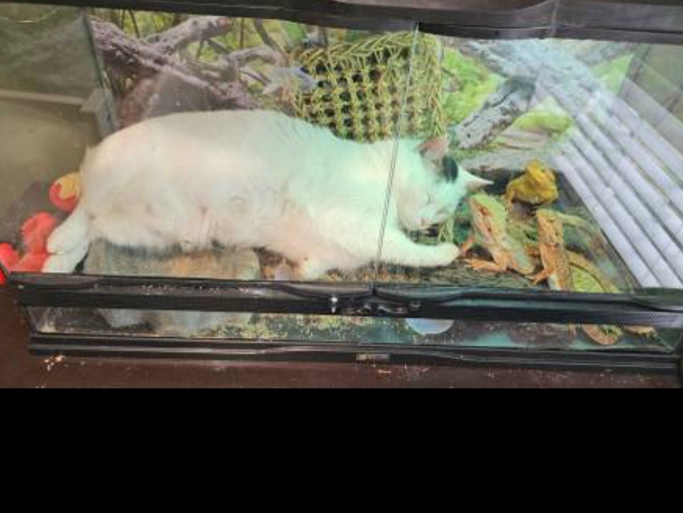 Help needed: Urgent reptile rescue! campaign photo, 2 of 6