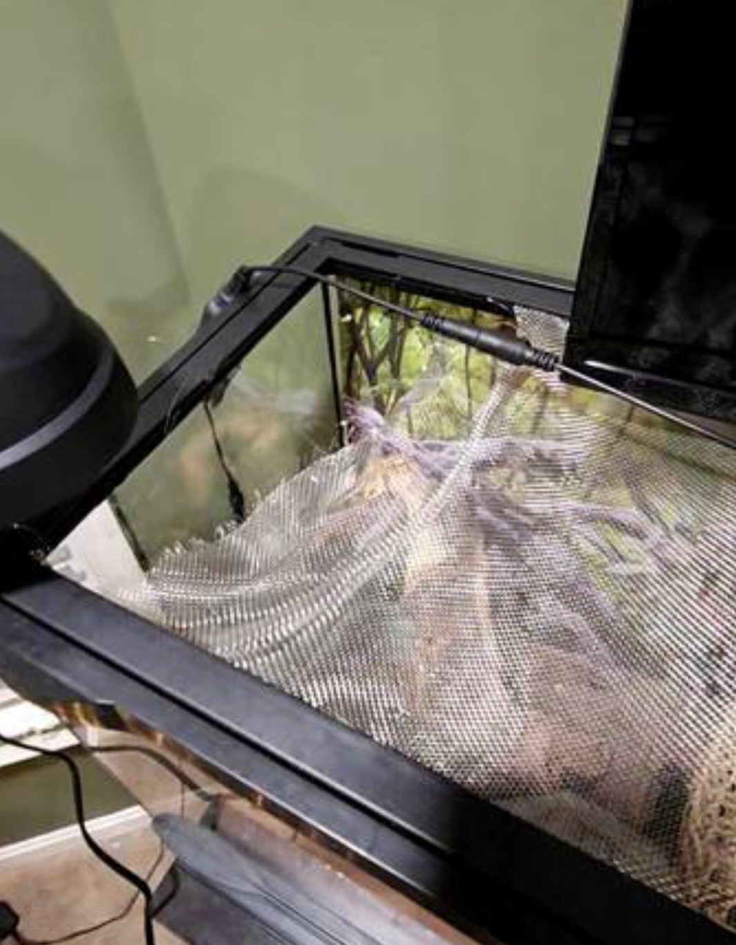 Help needed: Urgent reptile rescue! campaign photo, 5 of 6