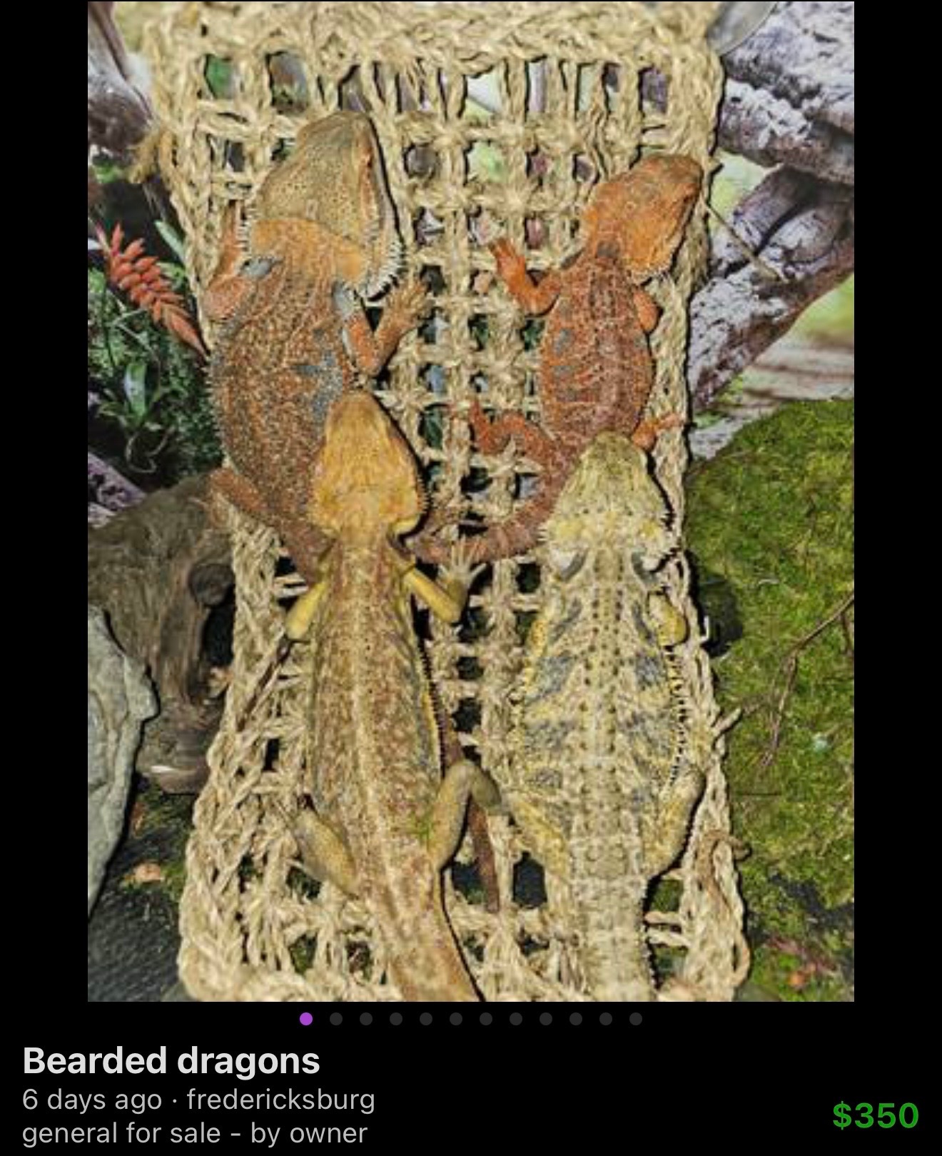 Help needed: Urgent reptile rescue! campaign photo, 4 of 6