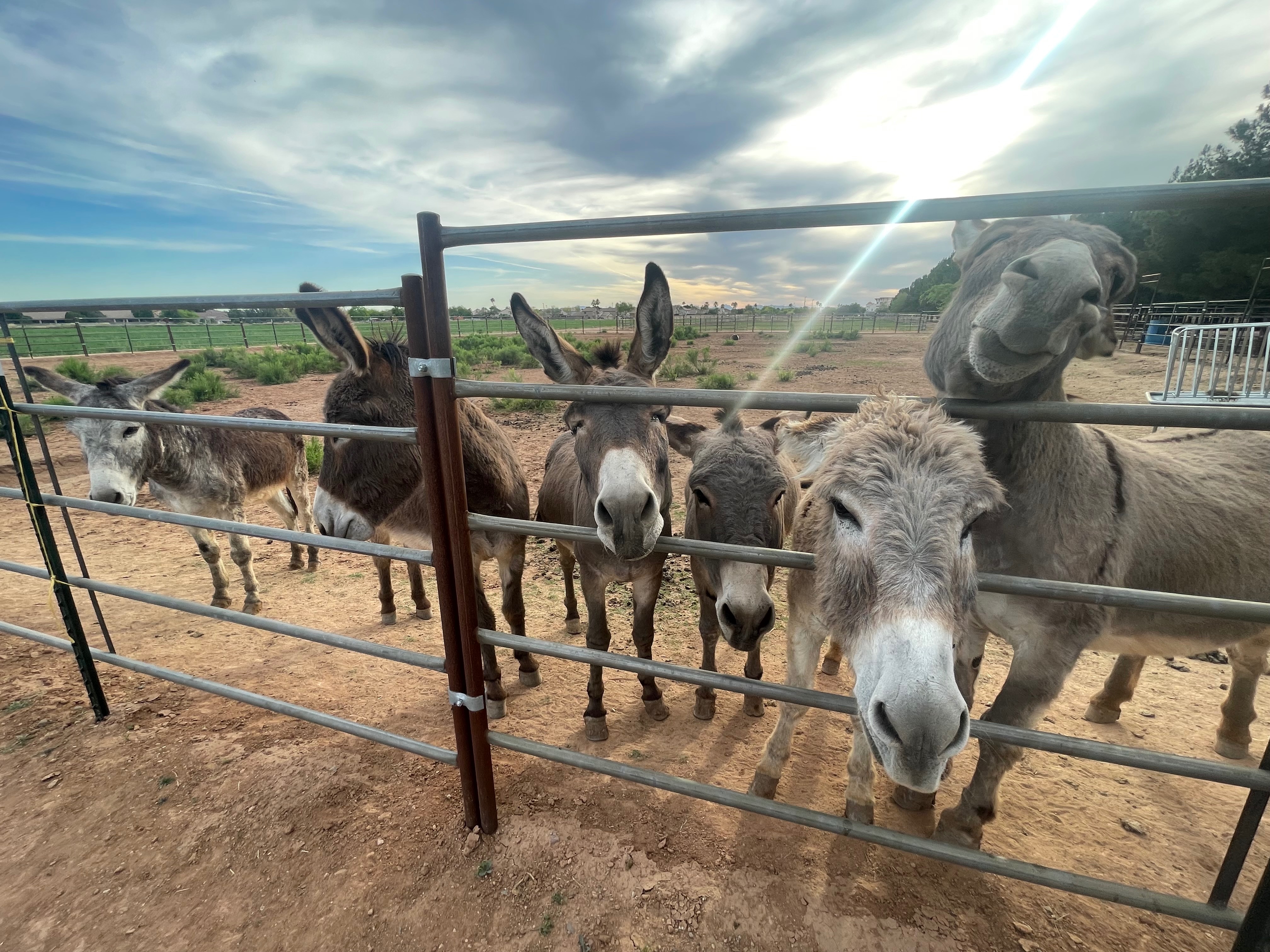 HELP Broken Water Well at Animal Sanctuary campaign photo, 2 of 7