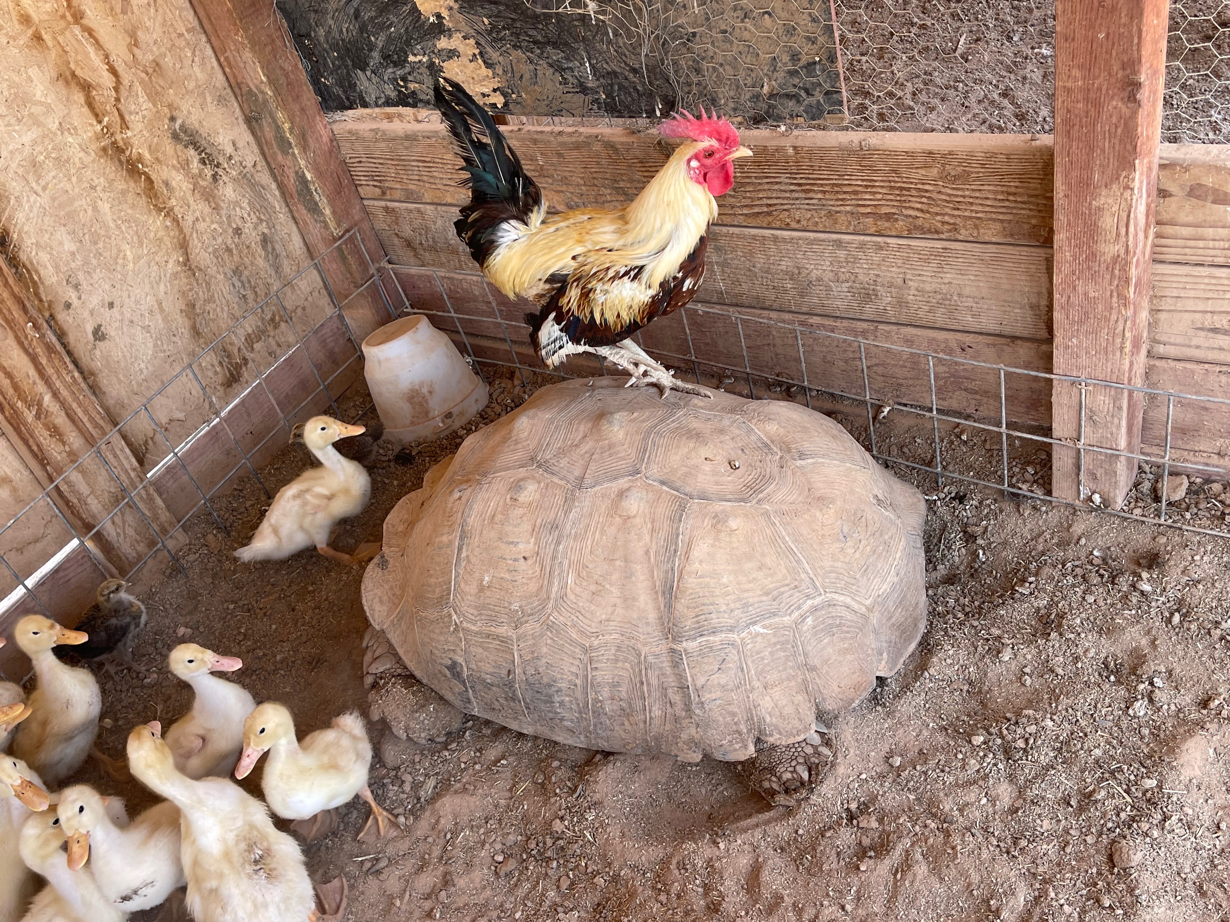 HELP Broken Water Well at Animal Sanctuary campaign photo, 4 of 7