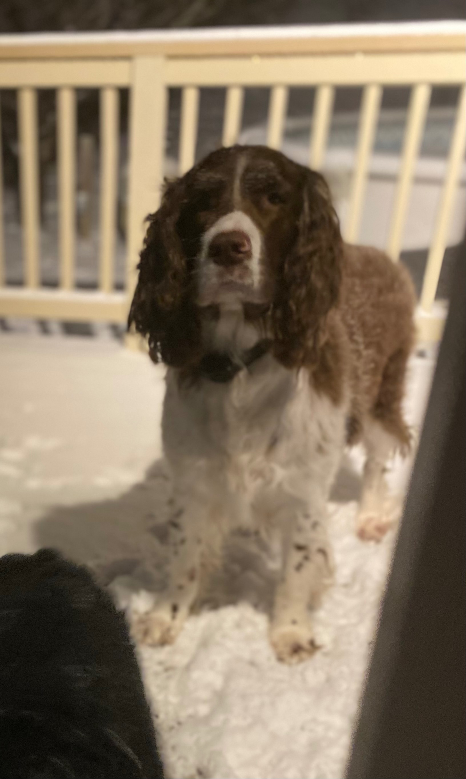 Help Milo Get the Surgery He Needs campaign photo, 6 of 7