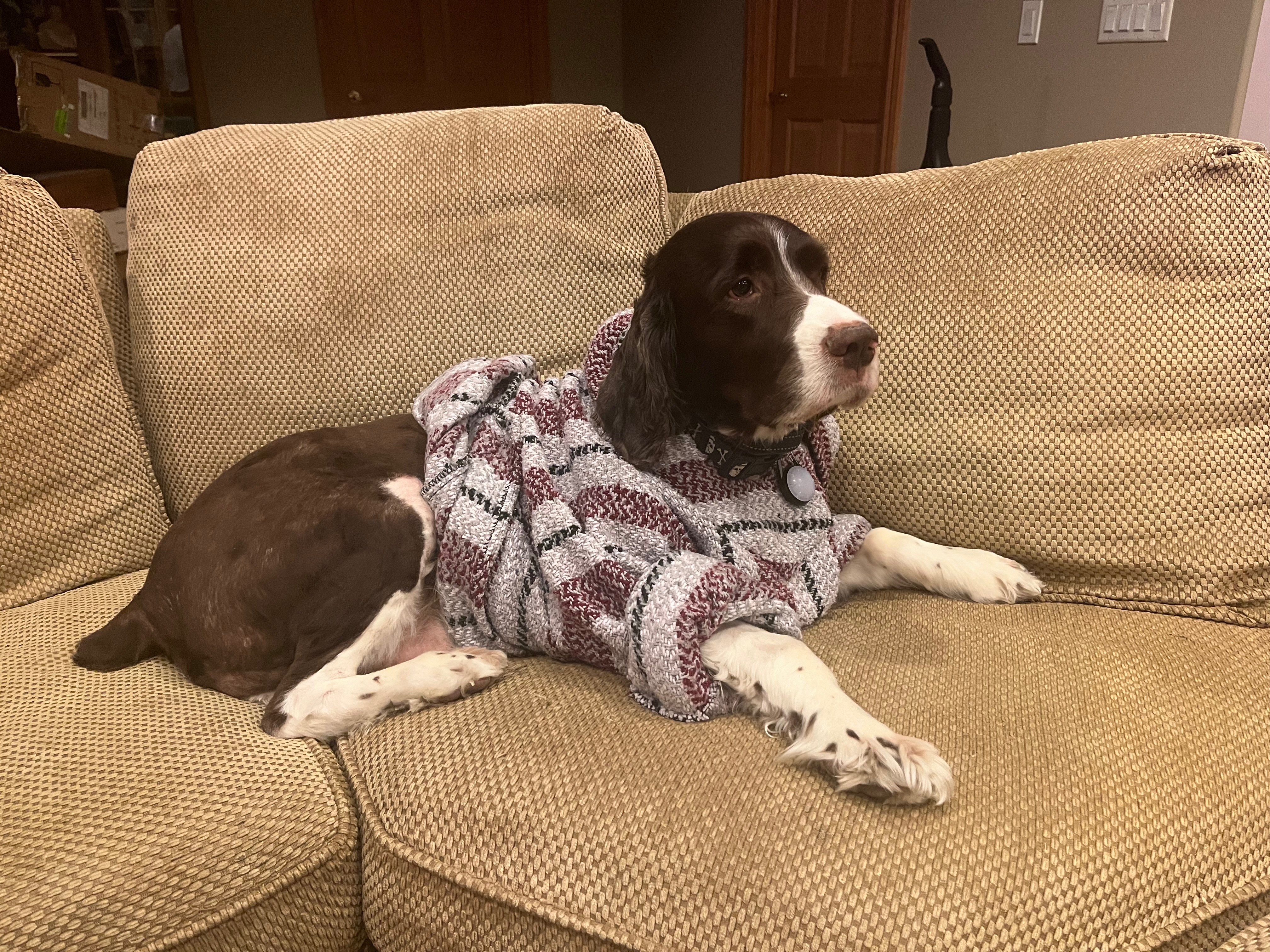 Help Milo Get the Surgery He Needs campaign photo, 5 of 7