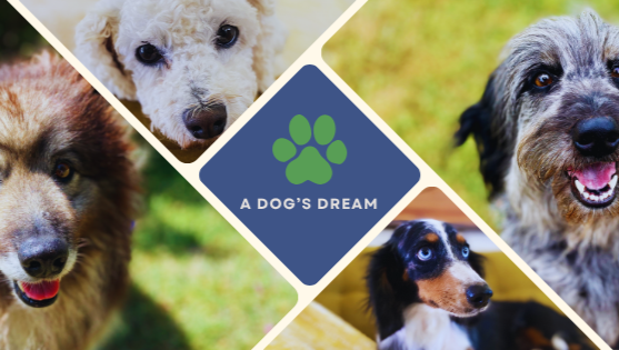 Support A Dog’s Dream’s Incredible Mission photo