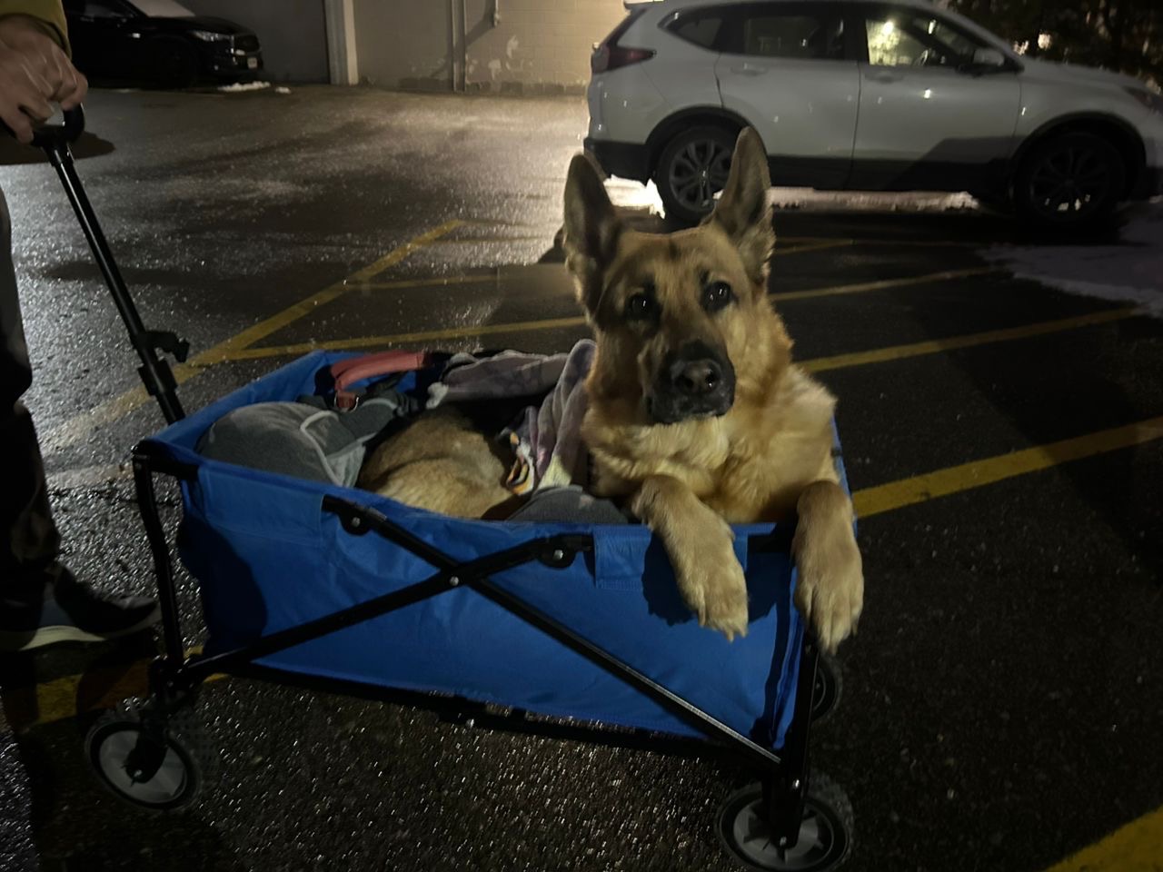 Help Maya Walk Again – Urgent IVDD Surgery Needed campaign photo, 5 of 6