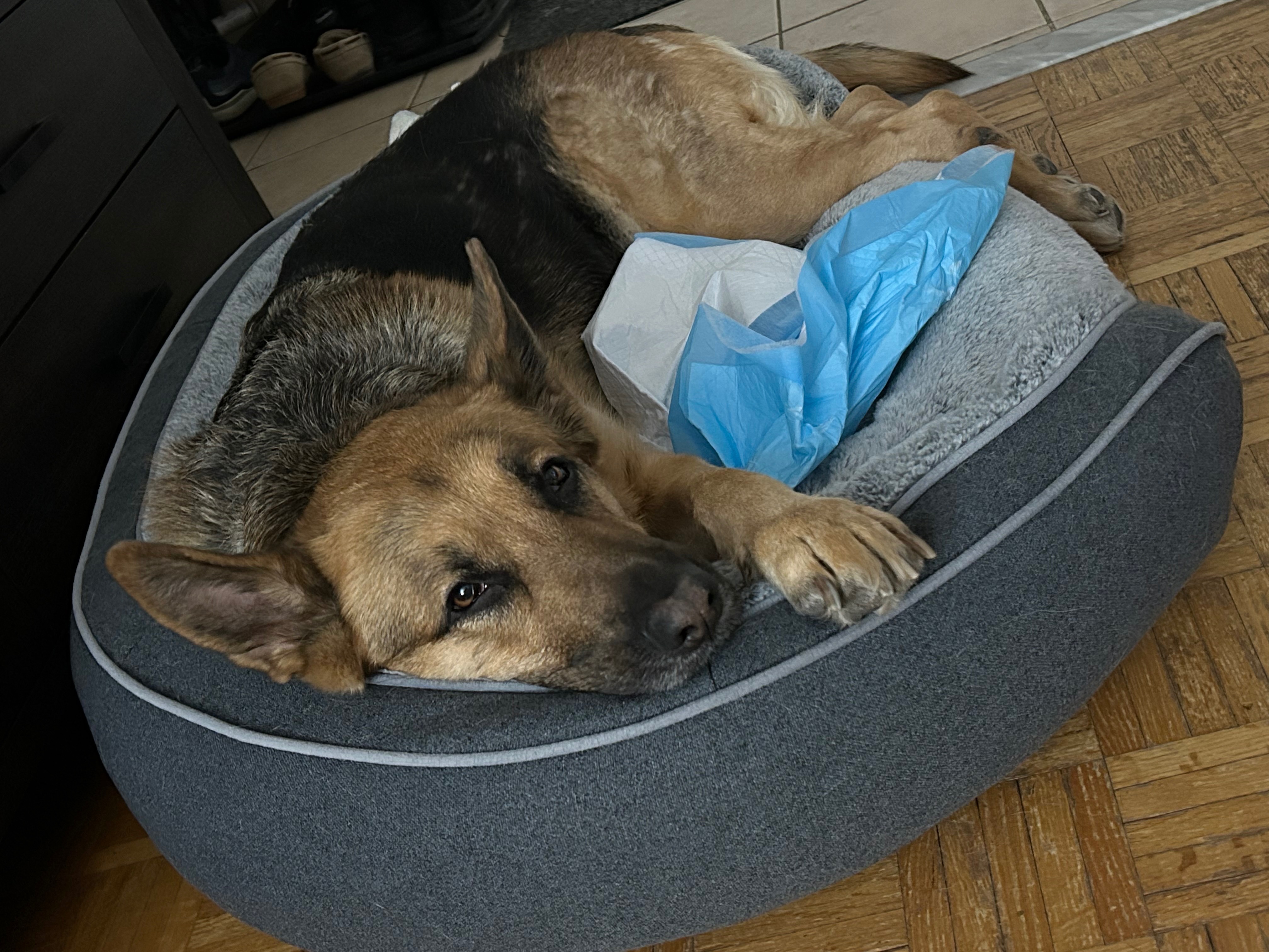 Help Maya Walk Again – Urgent IVDD Surgery Needed campaign photo, 4 of 6
