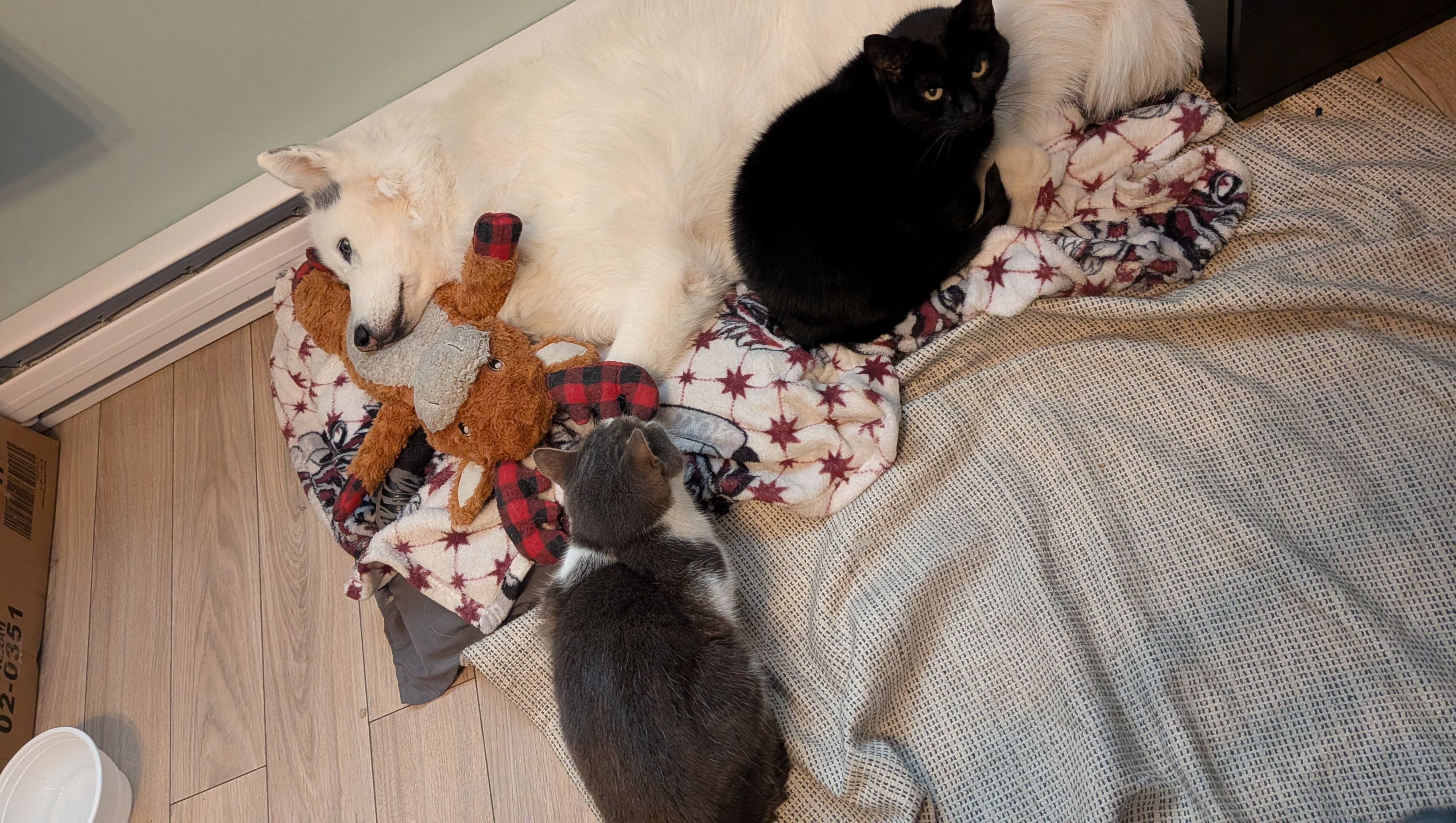 Quelqu'un a de l'expérience avec les polypes nasaux ? Notre chat de 2 ans a  ce qui commence à devenir une bosse sur le nez et a une respiration  sifflante. J'essaie de, image size:3993x2256