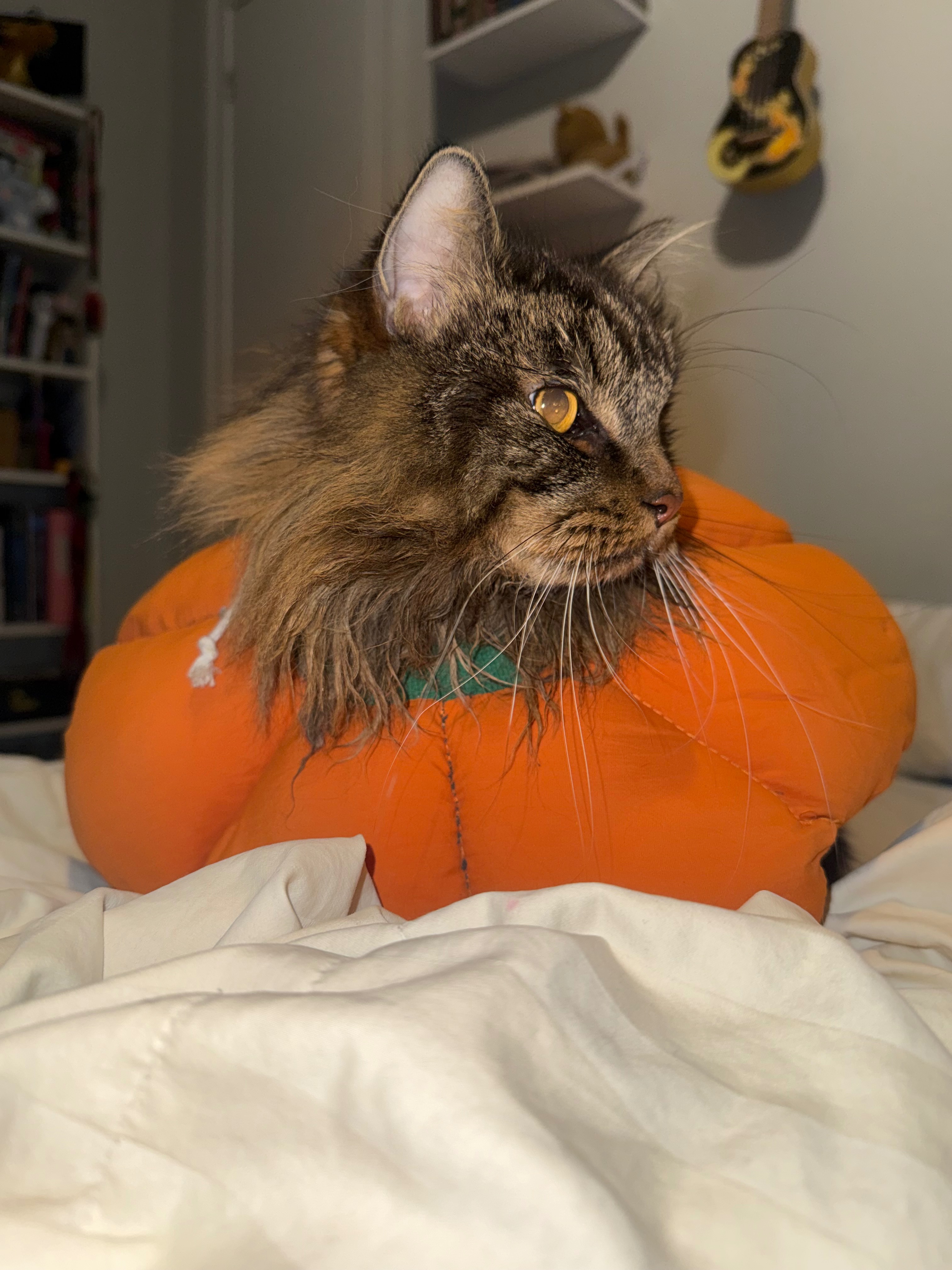 Support Ludwig’s Life-Saving Surgery Costs campaign photo, 2 of 8