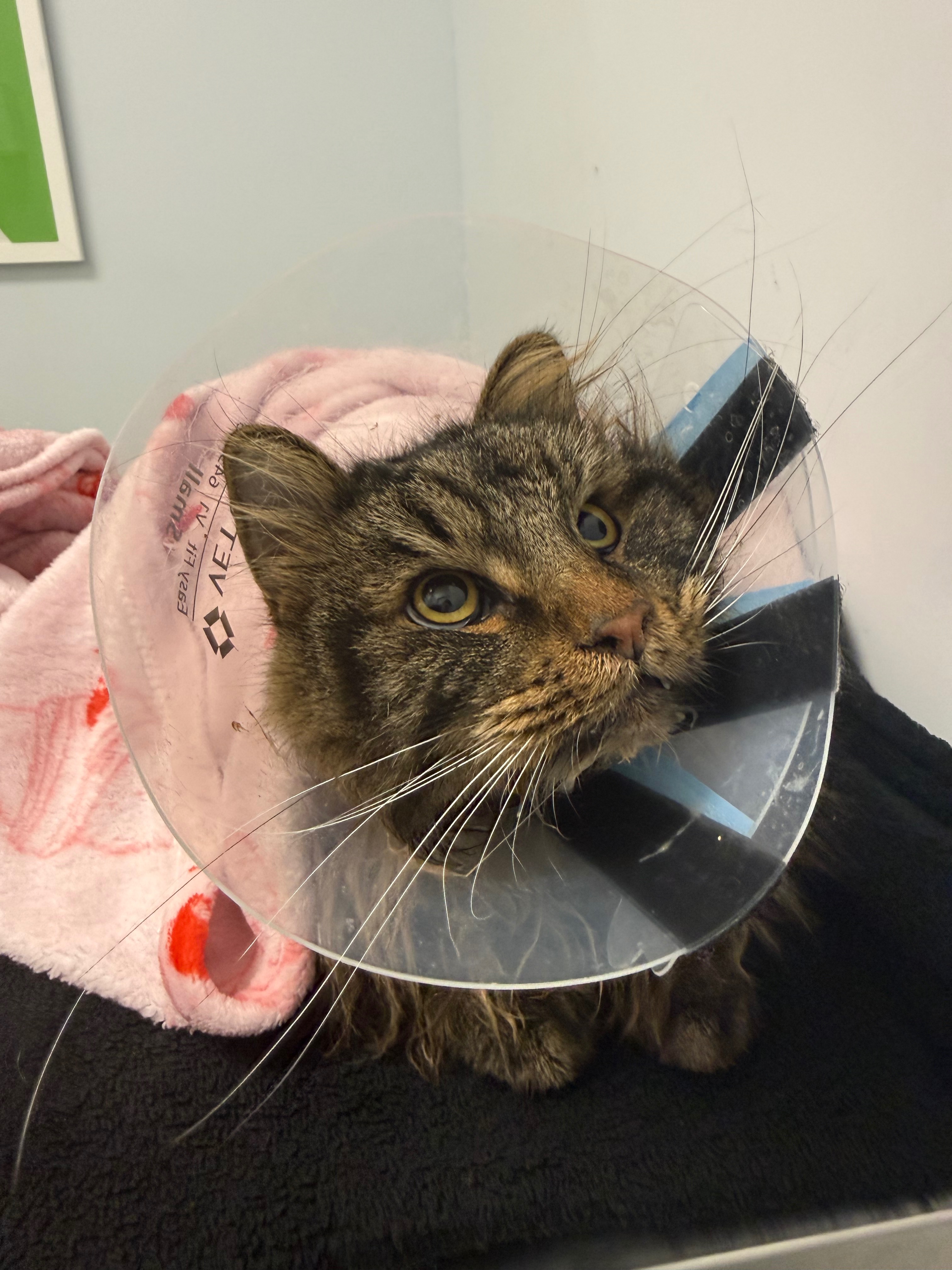 Support Ludwig’s Life-Saving Surgery Costs campaign photo, 5 of 8