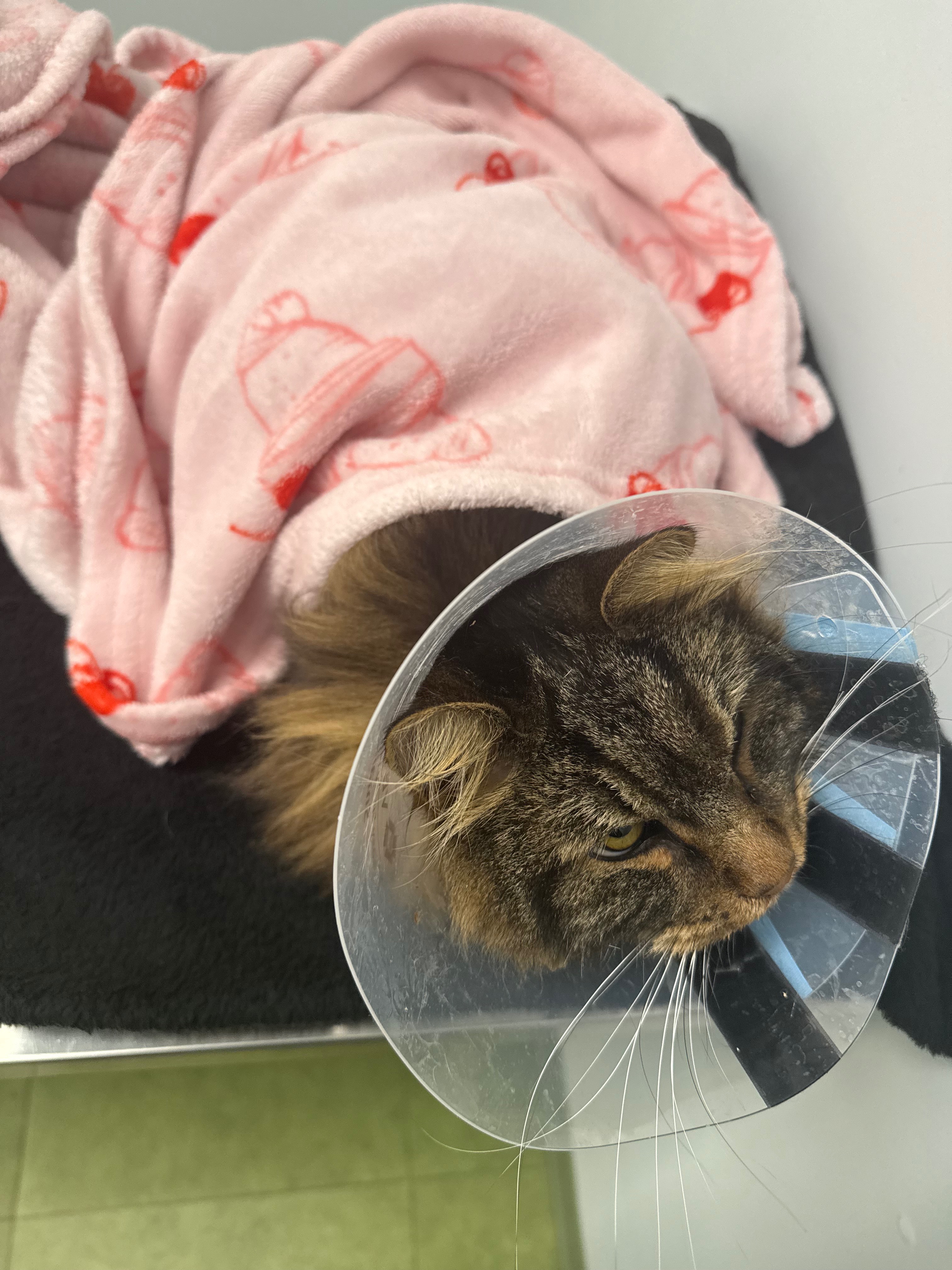 Support Ludwig’s Life-Saving Surgery Costs campaign photo, 6 of 8