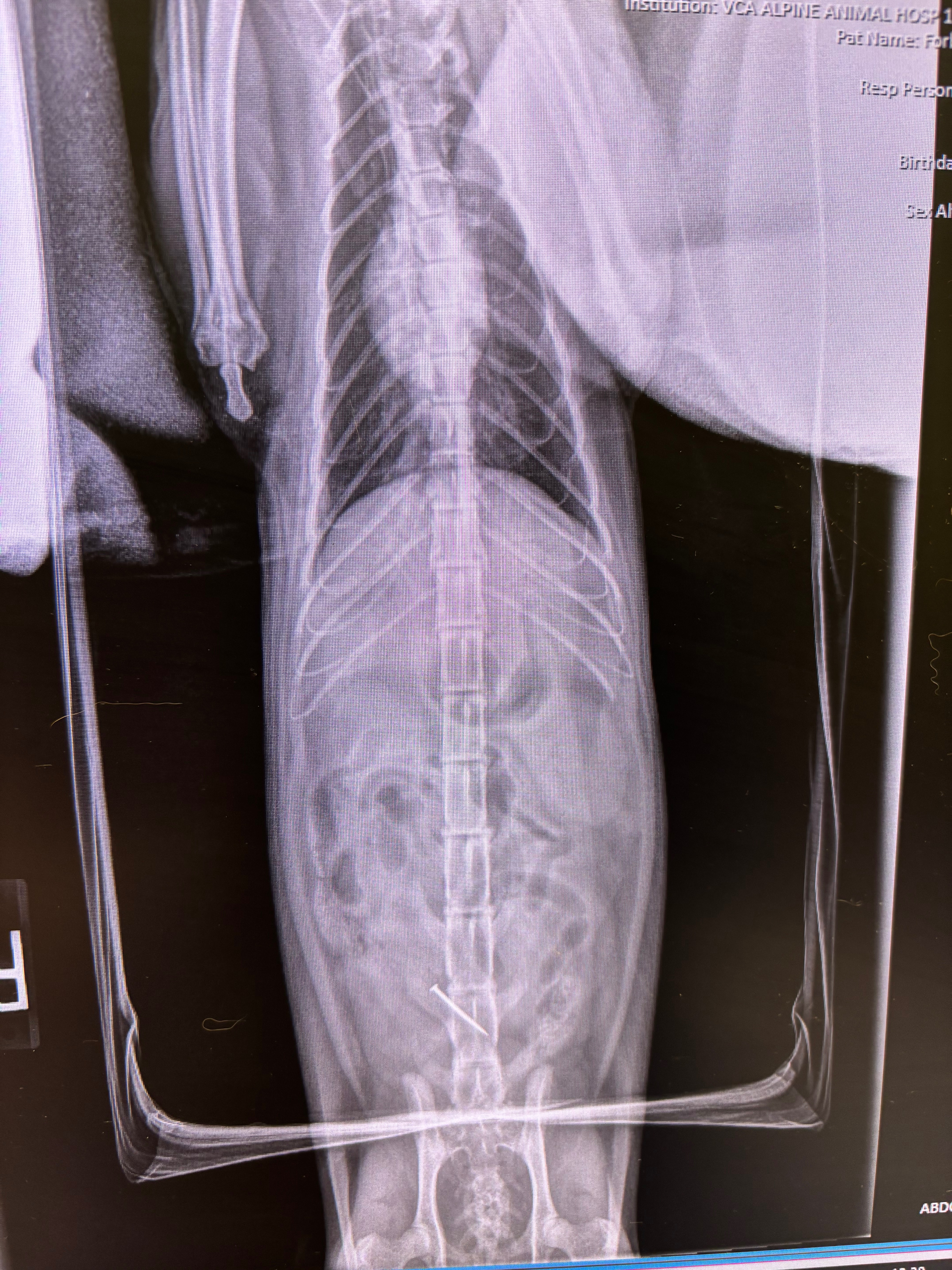 Support Pringles' Surgery Costs campaign photo, 2 of 5