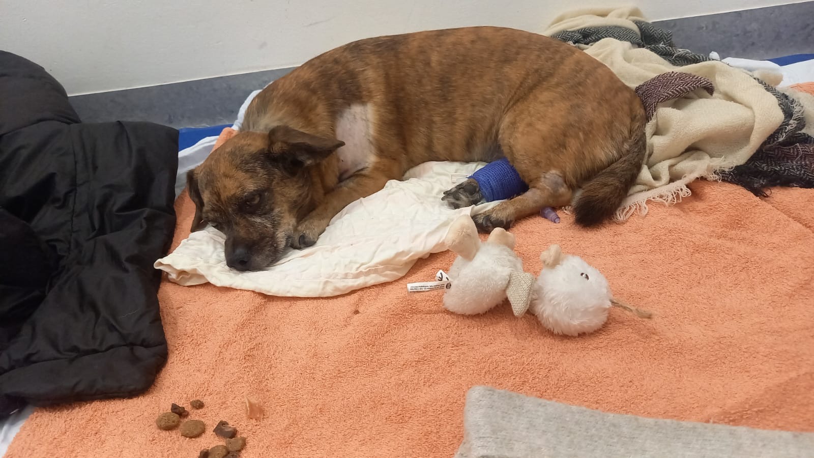 Oskar und seine Krebsdiagnose campaign photo, 7 of 8