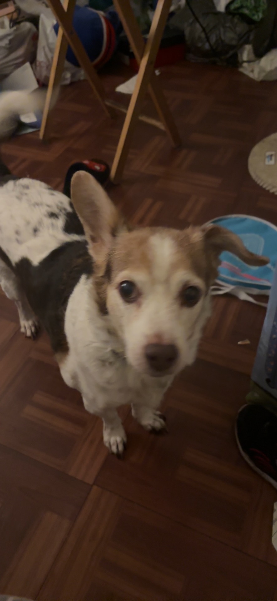 Help Fudge Recover from Emergency Paw Surgery campaign photo, 5 of 6