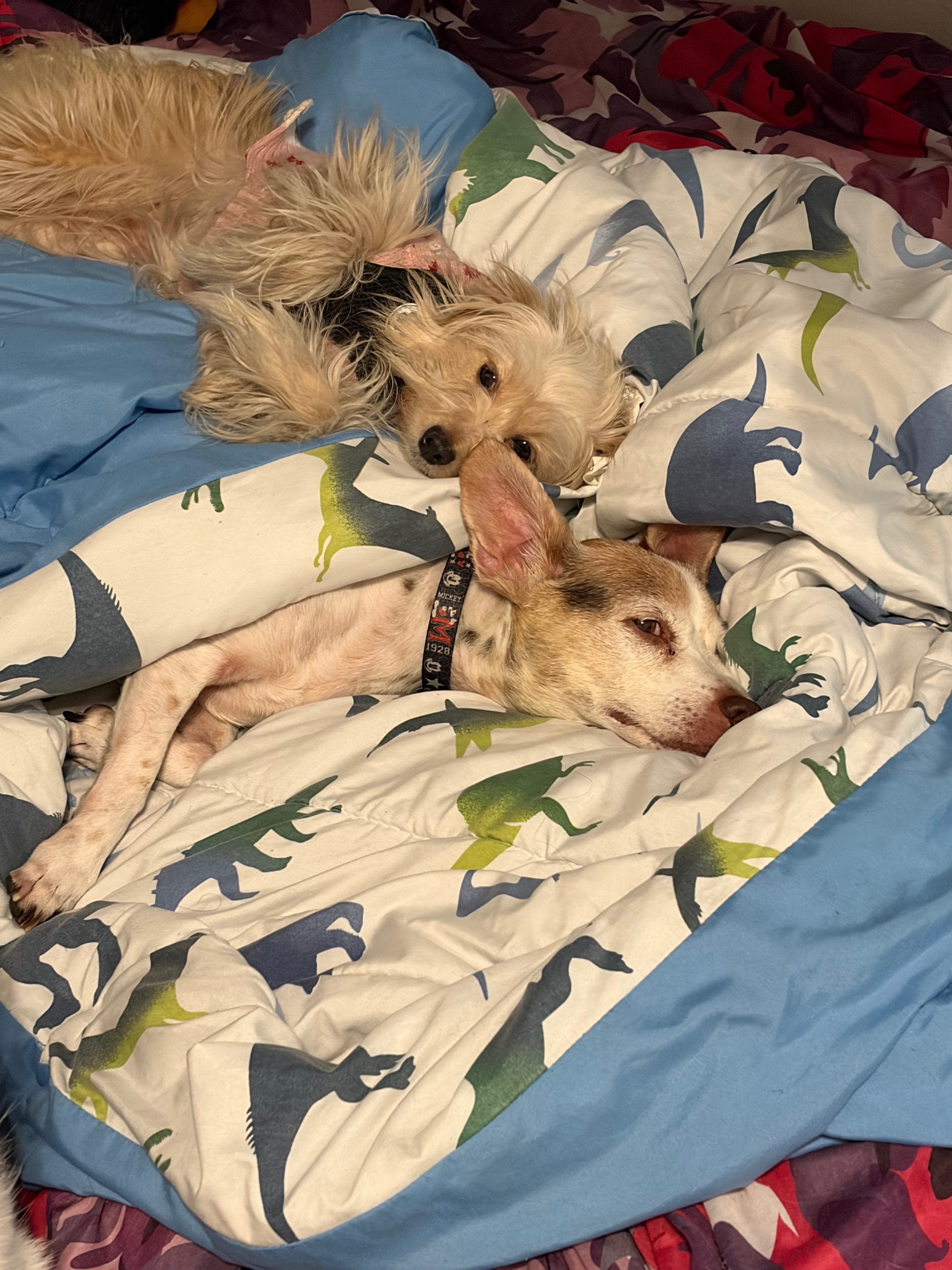 Help Fudge Recover from Emergency Paw Surgery campaign photo, 2 of 6