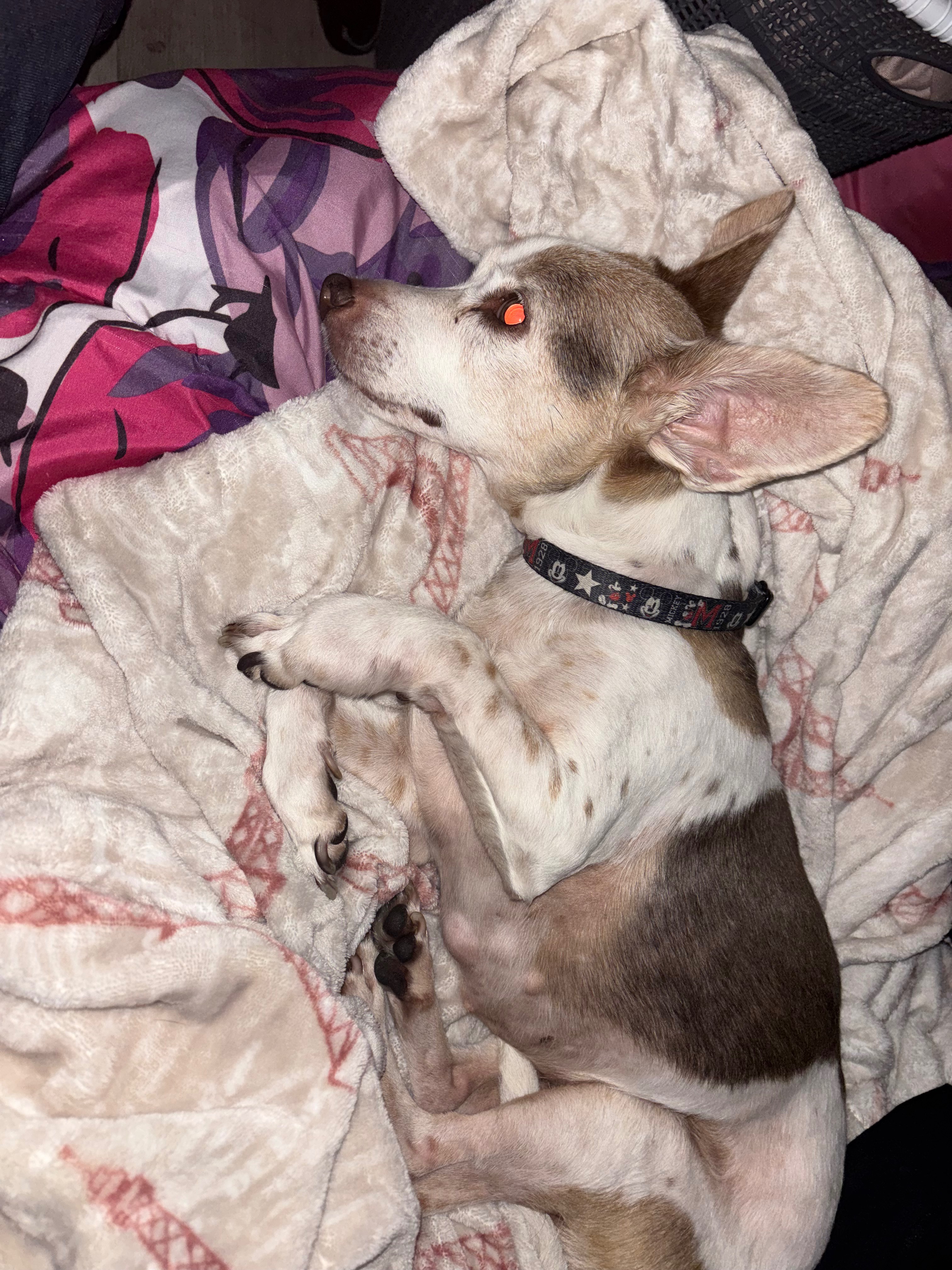 Help Fudge Recover from Emergency Paw Surgery campaign photo, 4 of 6