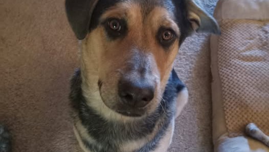 Help Max, My Service Dog, Heal Without Surgery