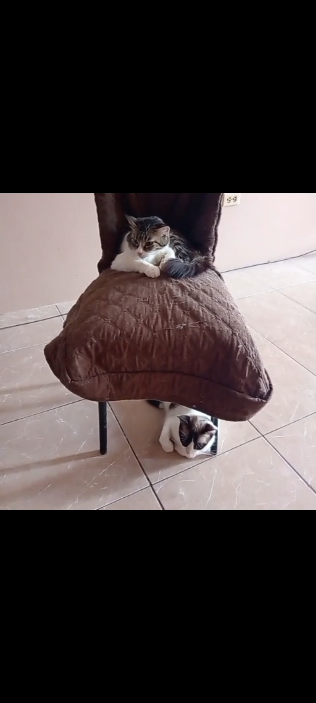 She Saved 16 Cats — Now She Needs Us to Save Her campaign photo, 4 of 5