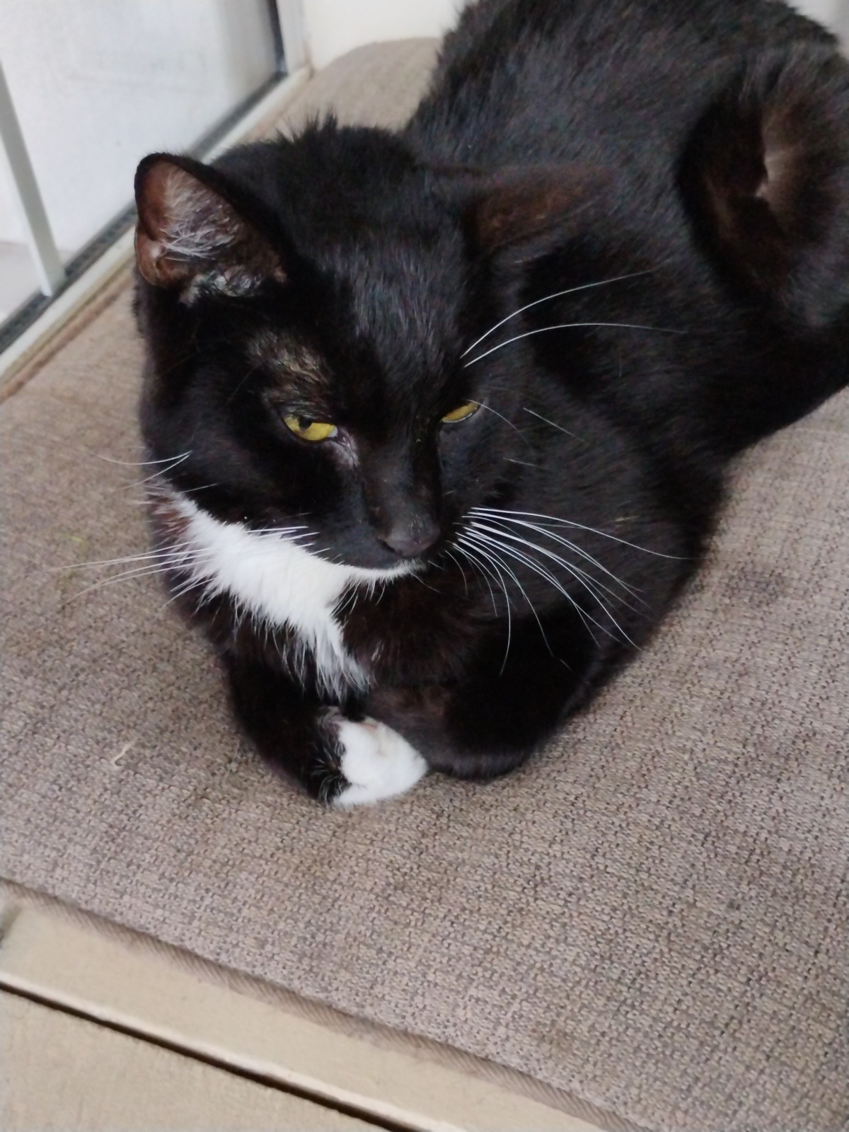 Help Onyx Get Lifesaving Vet Care campaign photo, 6 of 7