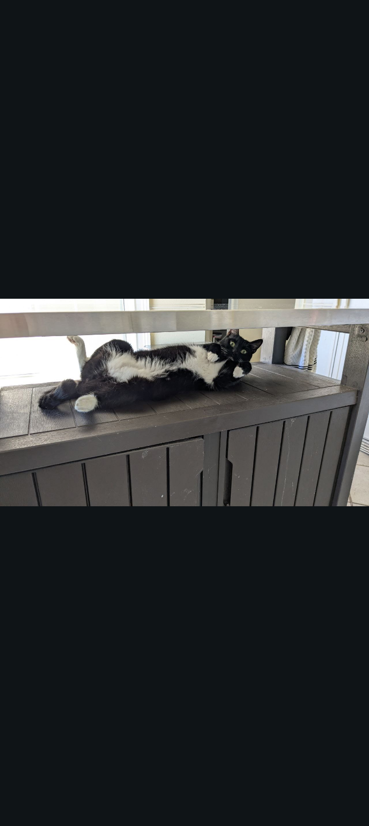 Help Onyx Get Lifesaving Vet Care campaign photo, 2 of 7