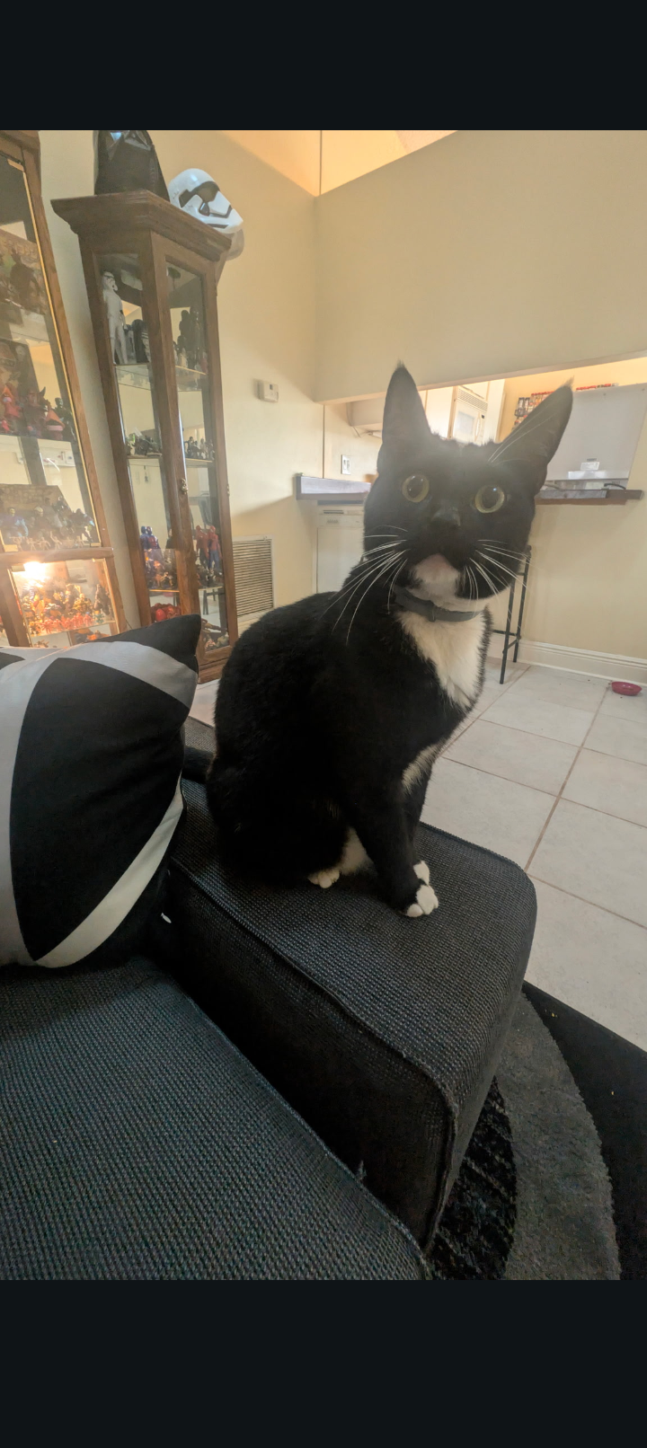 Help Onyx Get Lifesaving Vet Care campaign photo, 5 of 7