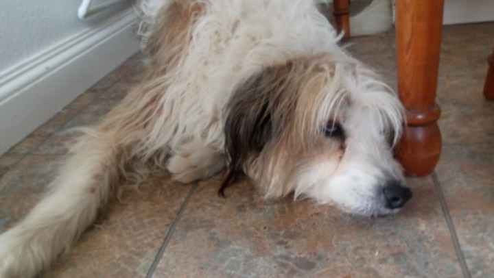 My dog is my life and best friend ever photo