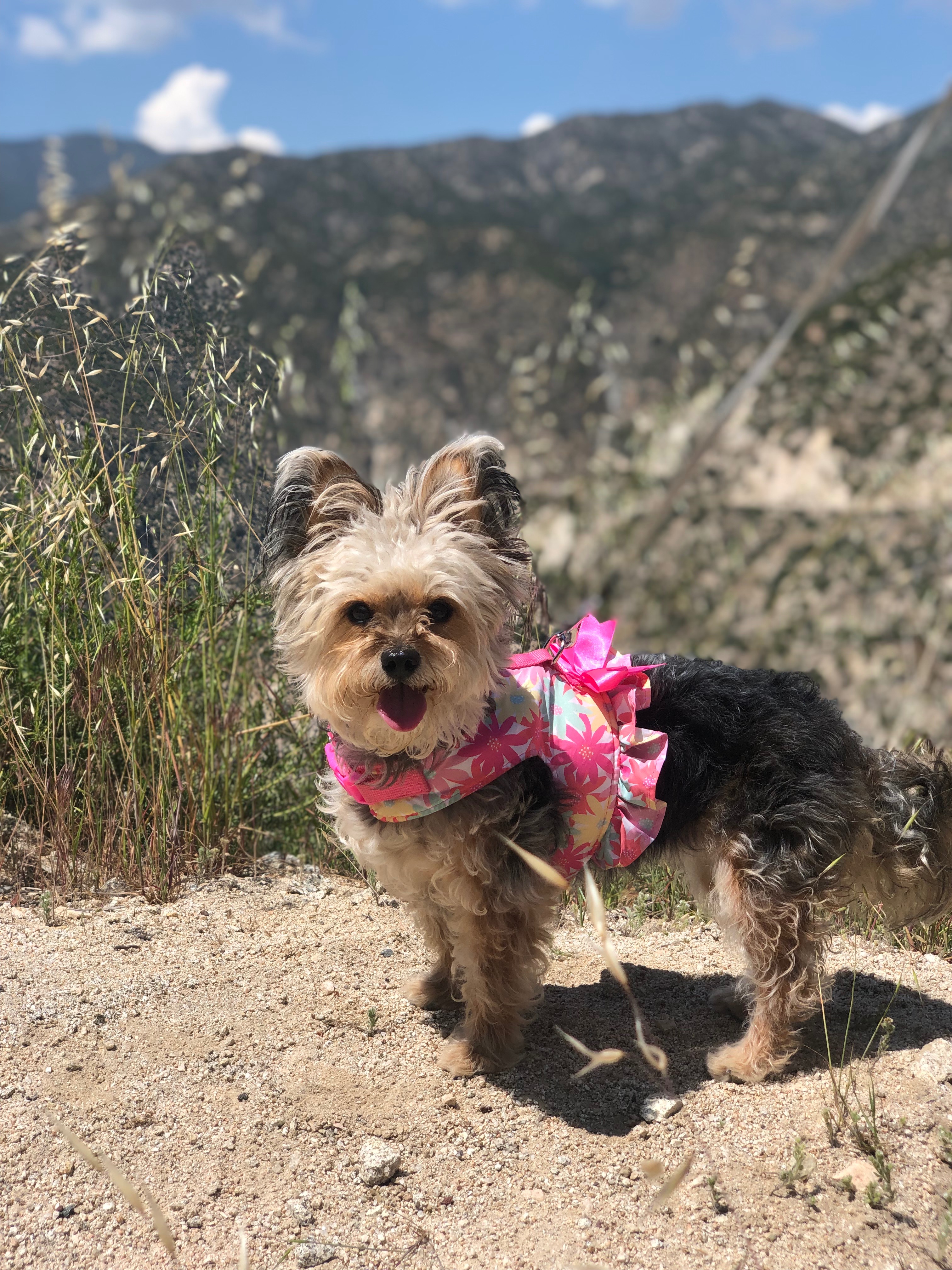 Help Leyla Get Emergency Care campaign photo, 4 of 6