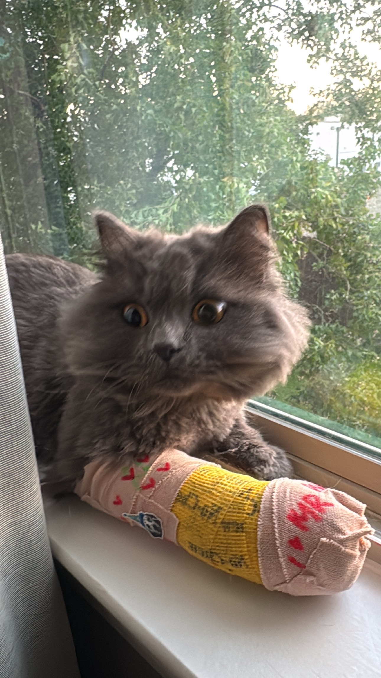 Help Save My Young Cat’s Leg campaign photo, 7 of 8