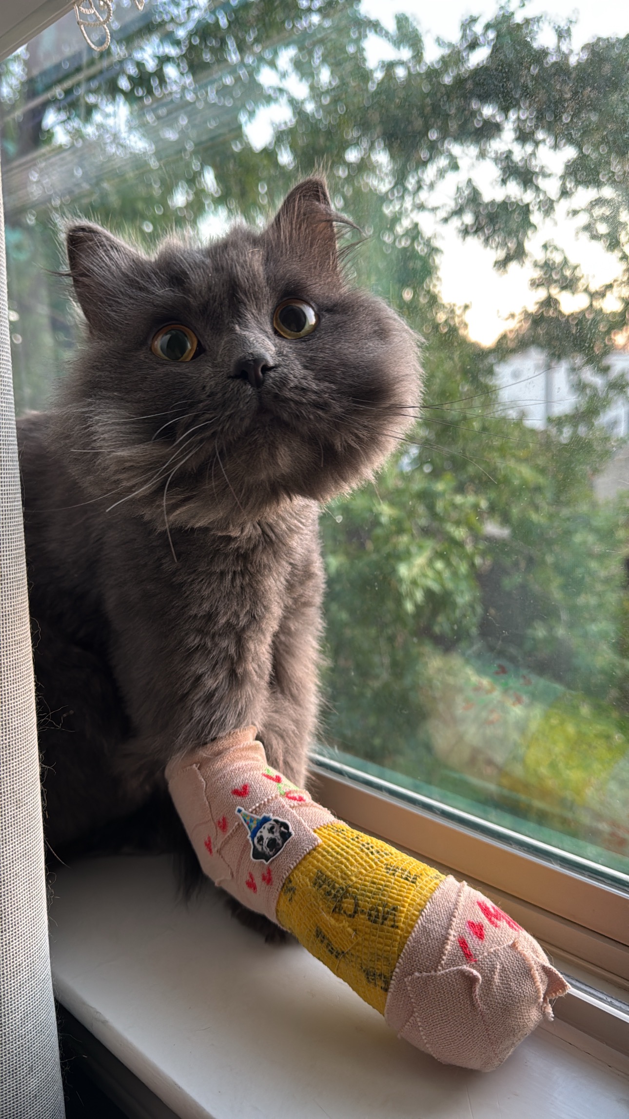 Help Save My Young Cat’s Leg campaign photo, 2 of 8