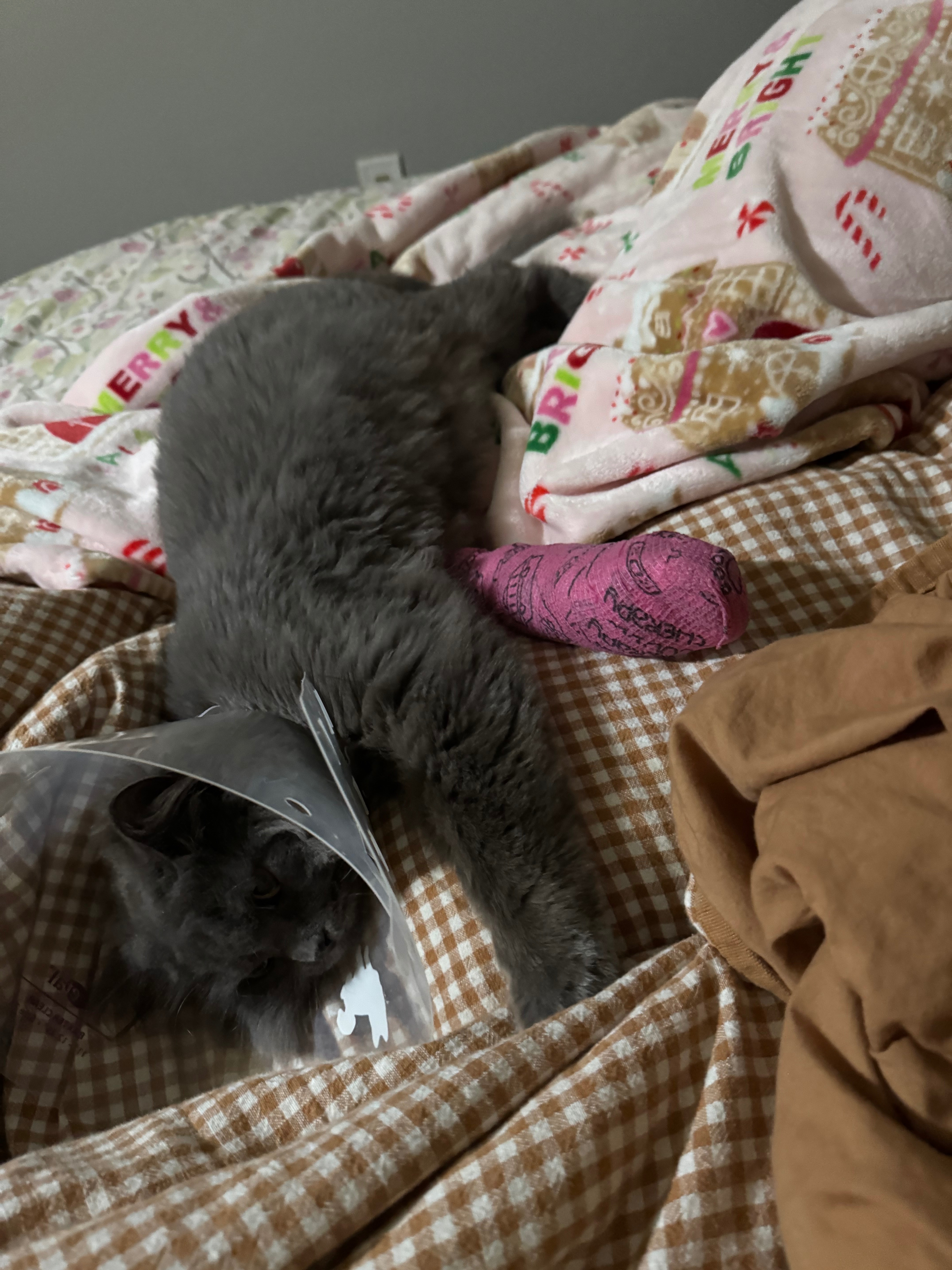 Help Save My Young Cat’s Leg campaign photo, 4 of 8