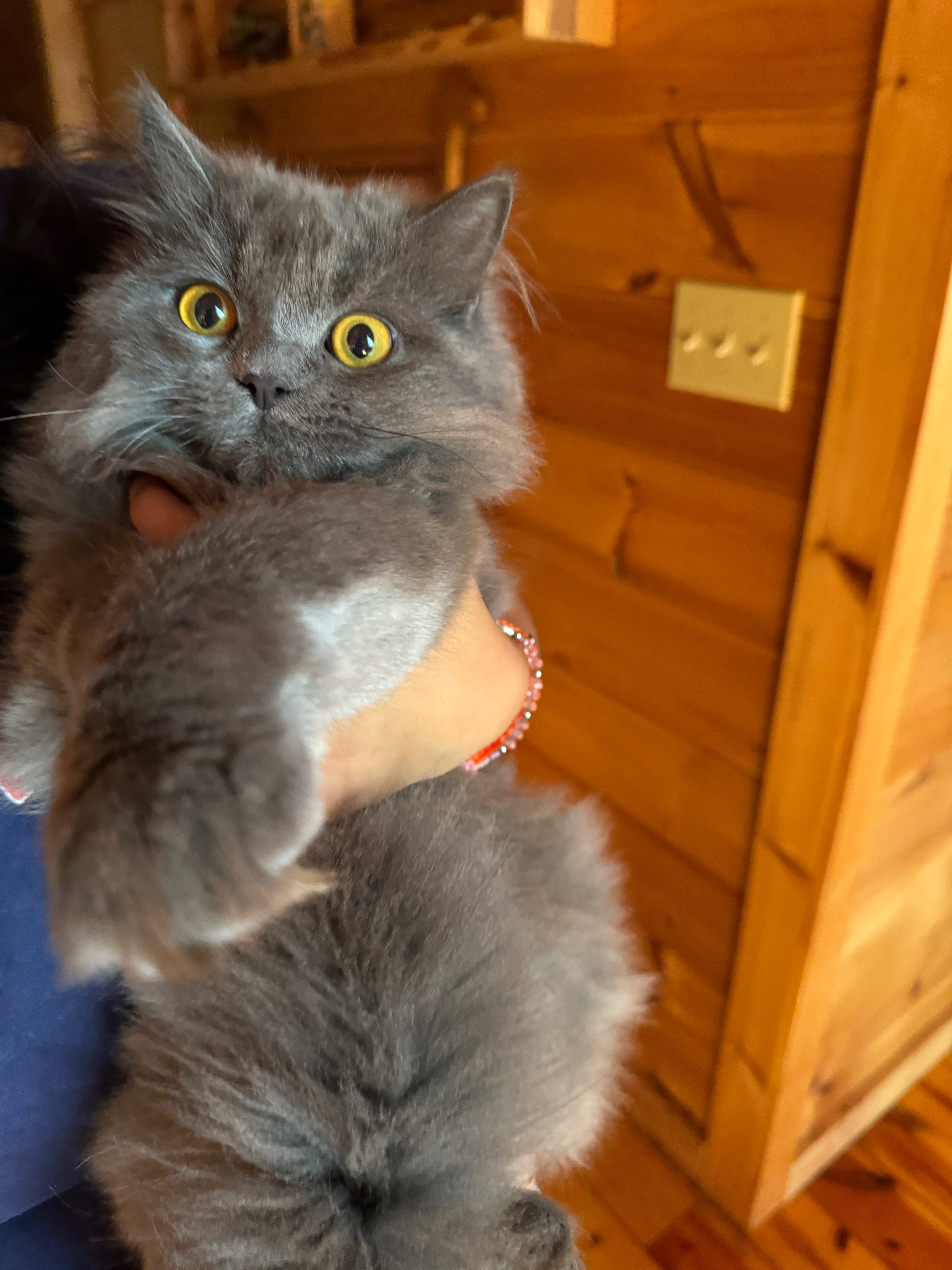 Help Save My Young Cat’s Leg campaign photo, 6 of 8