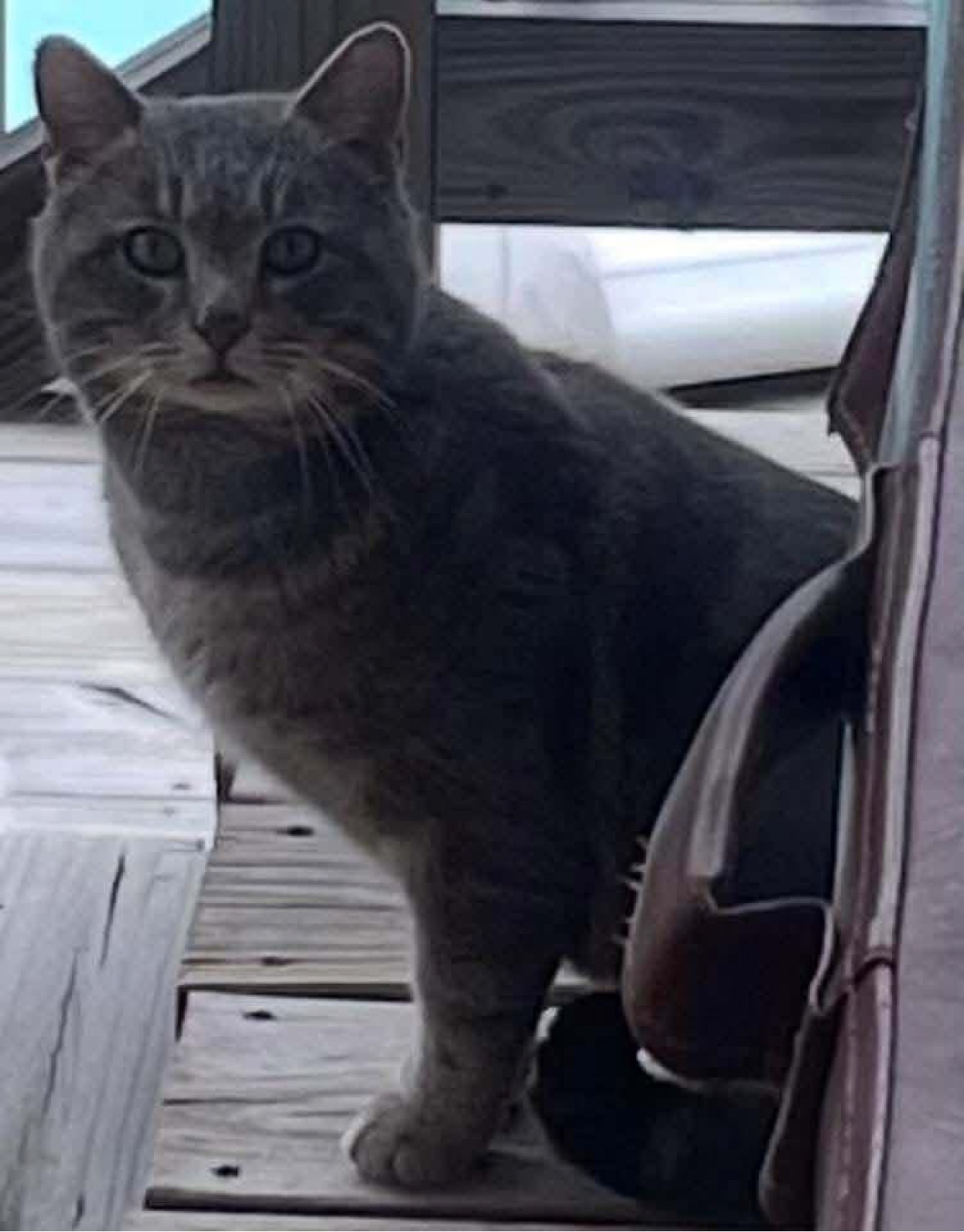 Help Save Smokey – A Feral Cat With a Severed Foot. campaign photo, 4 of 5