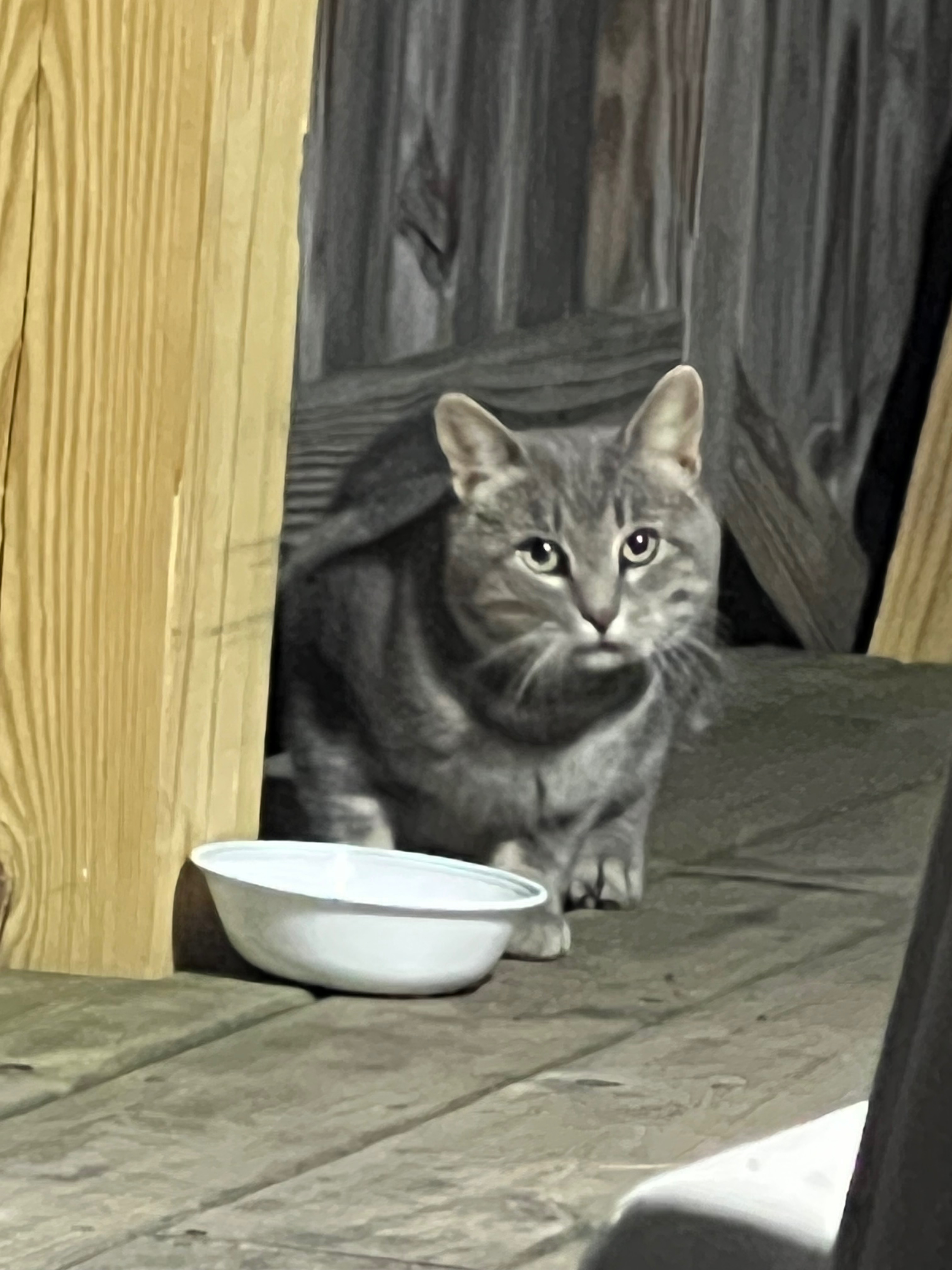 Help Save Smokey – A Feral Cat With a Severed Foot. campaign photo, 2 of 5