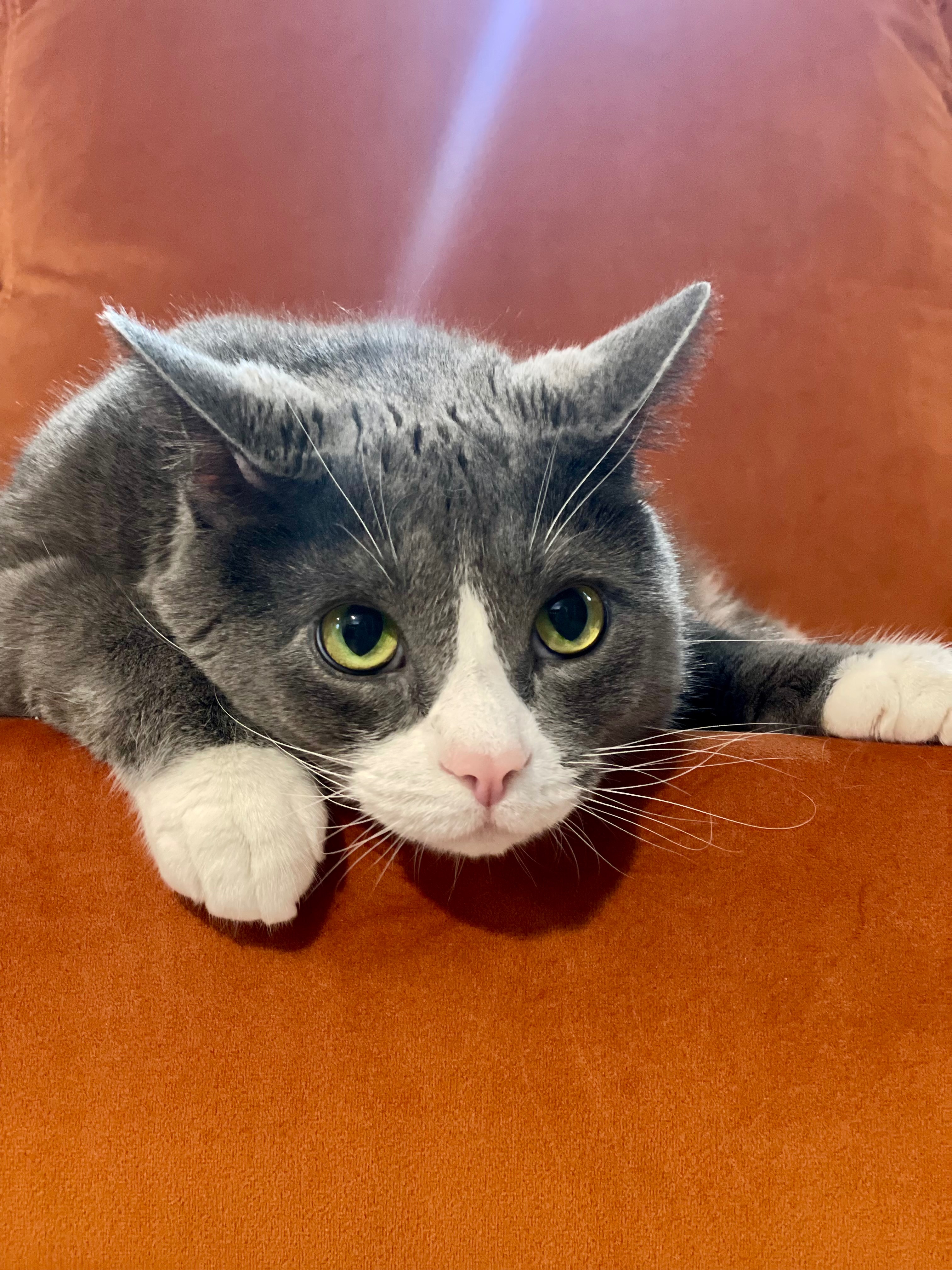 Help Save Sesame Chicken. The best boy cat in world. campaign photo, 2 of 4