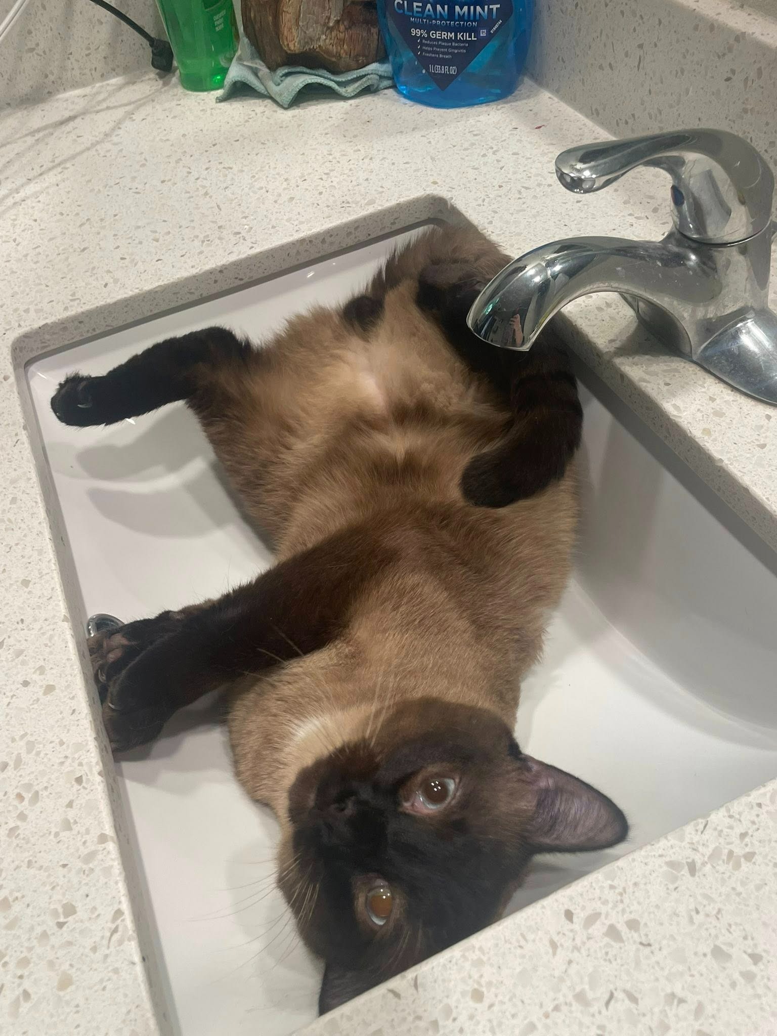 Support Guest Cat’s Surgery and New Life campaign photo, 2 of 4