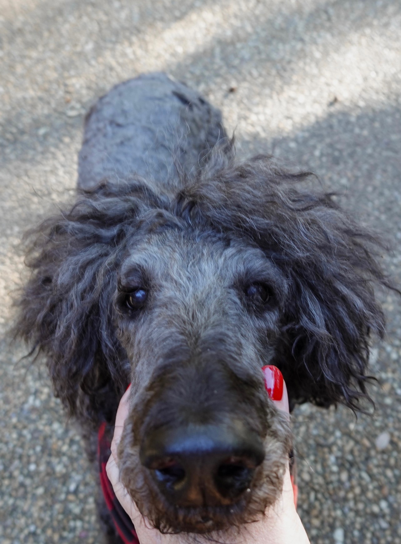 Support for Our Dog’s Urgent Surgery campaign photo, 2 of 4