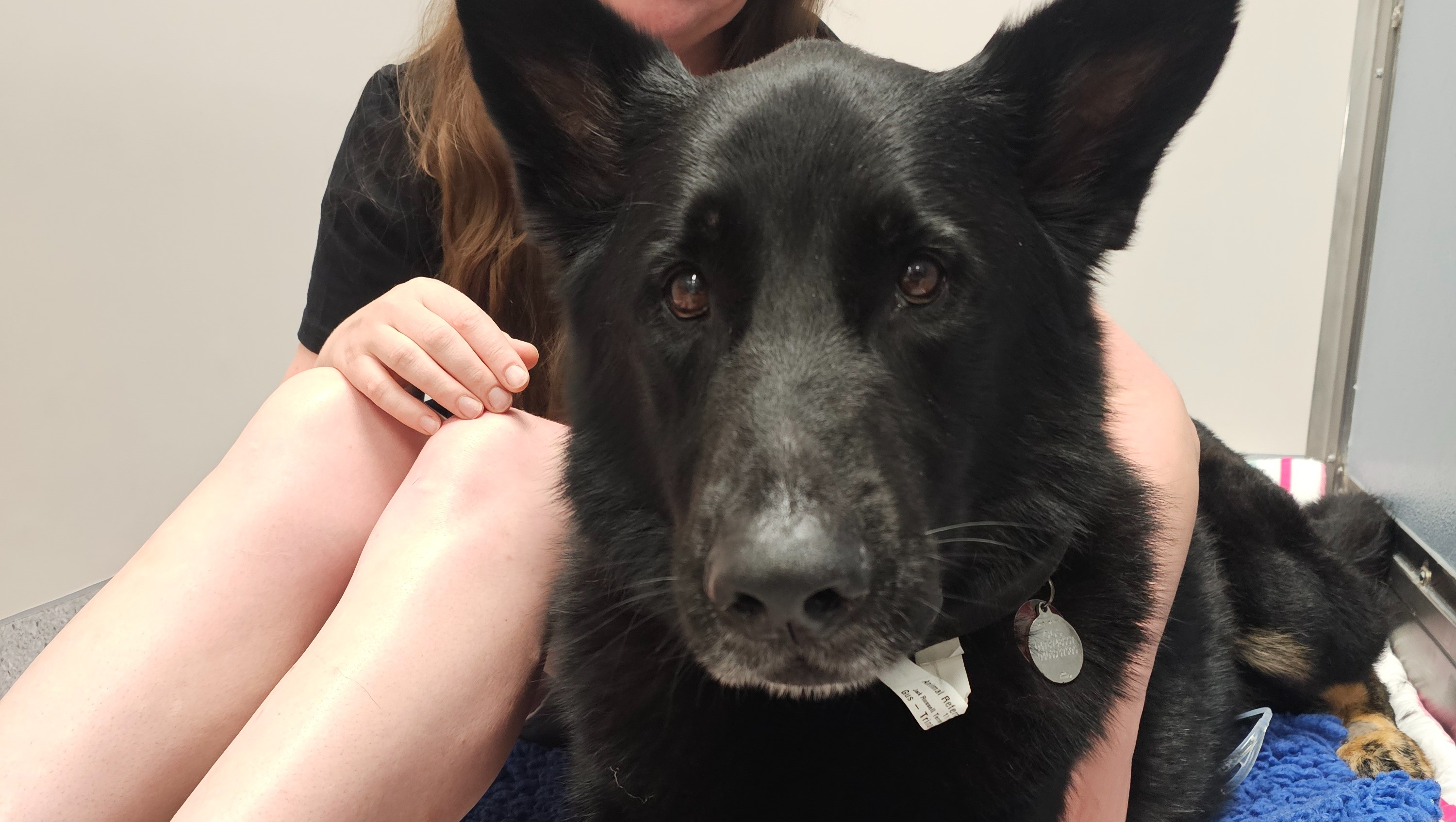 Help with Gus's medical bills photo