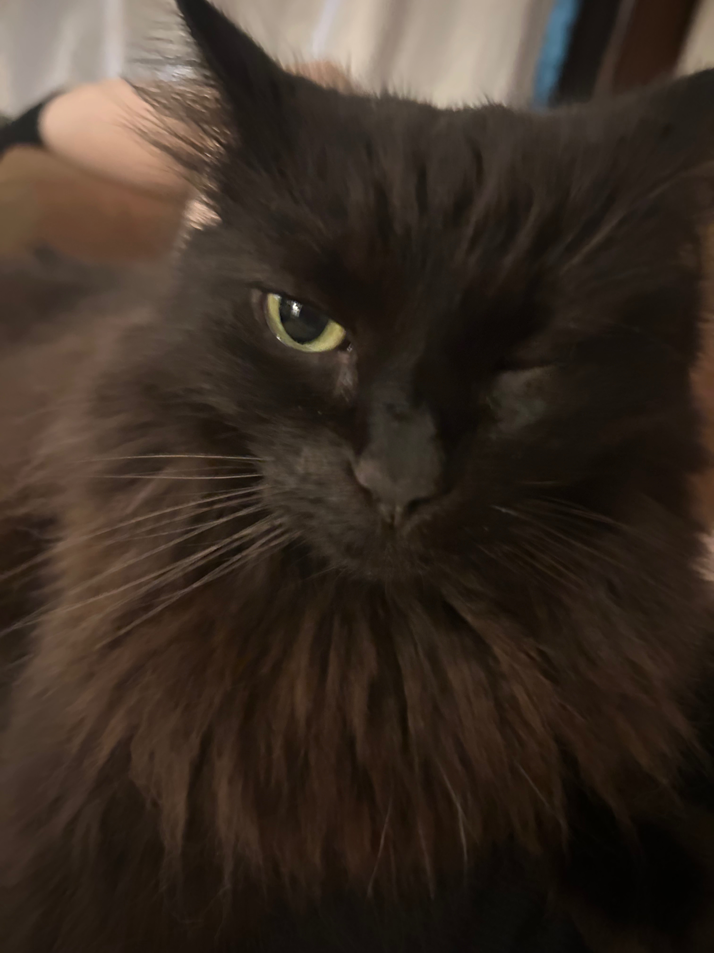 Please help save my cats Serenity and Reign campaign photo, 2 of 7
