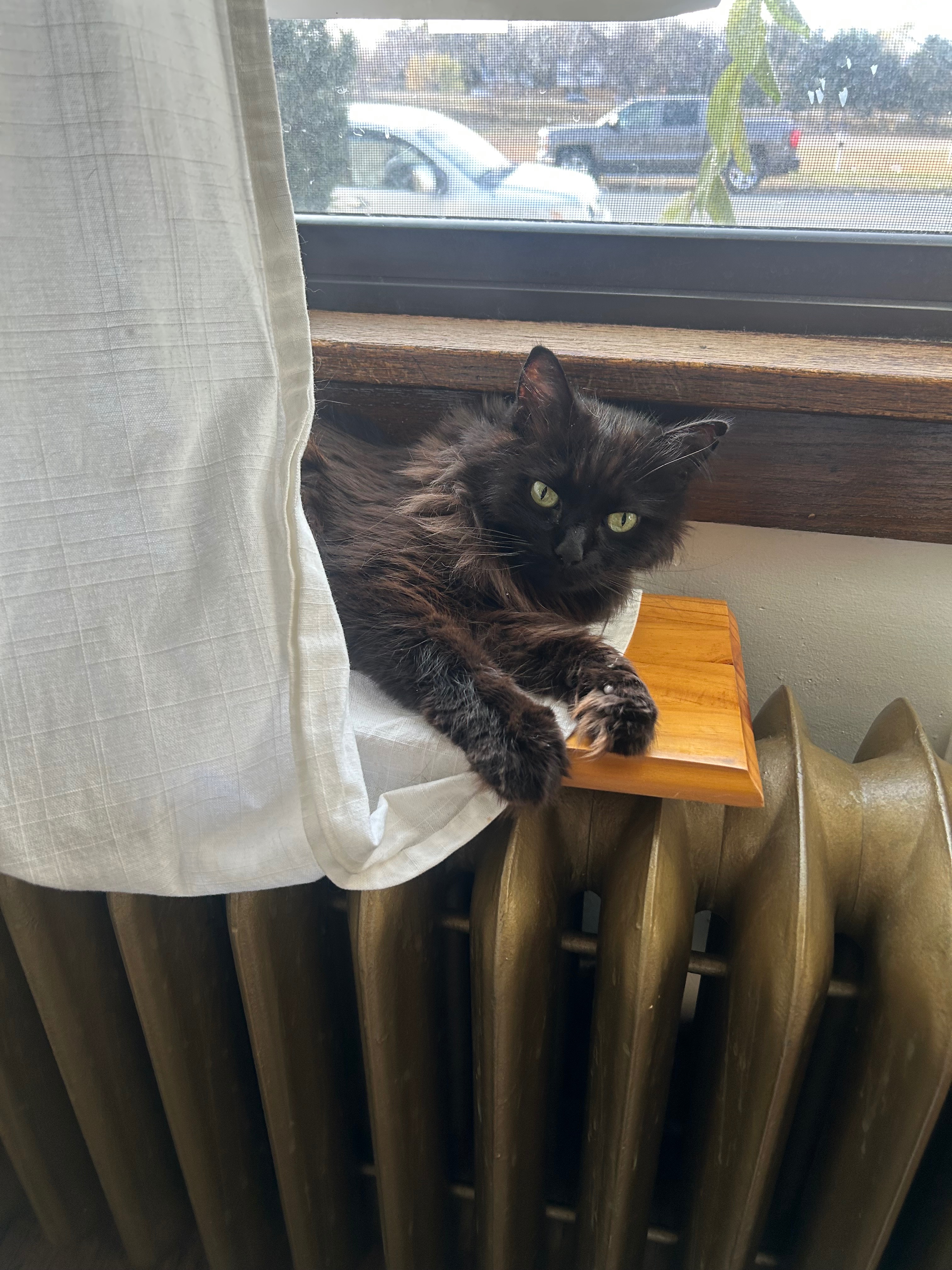 Please help save my cats Serenity and Reign campaign photo, 4 of 7