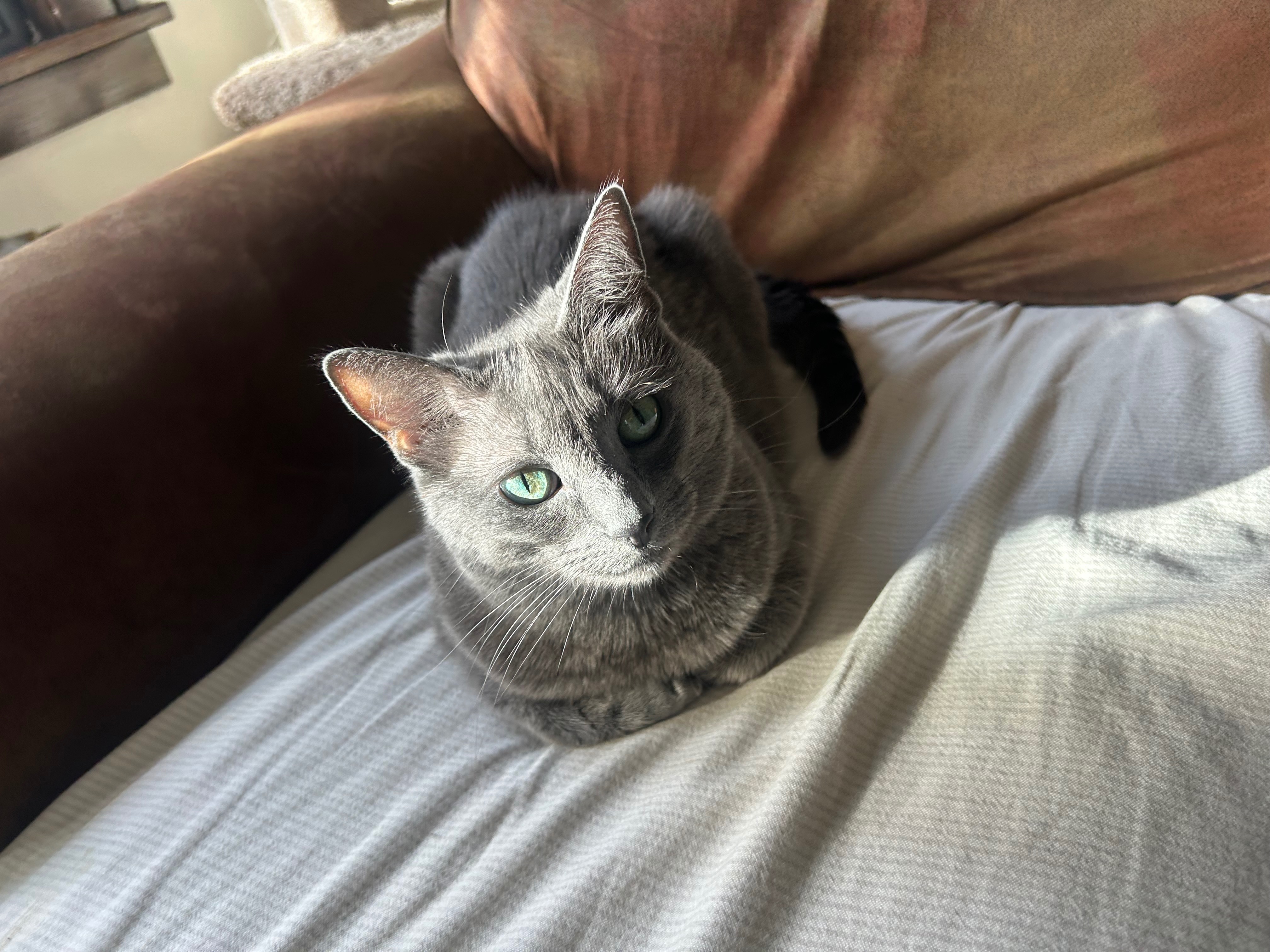 Please help save my cats Serenity and Reign campaign photo, 5 of 7