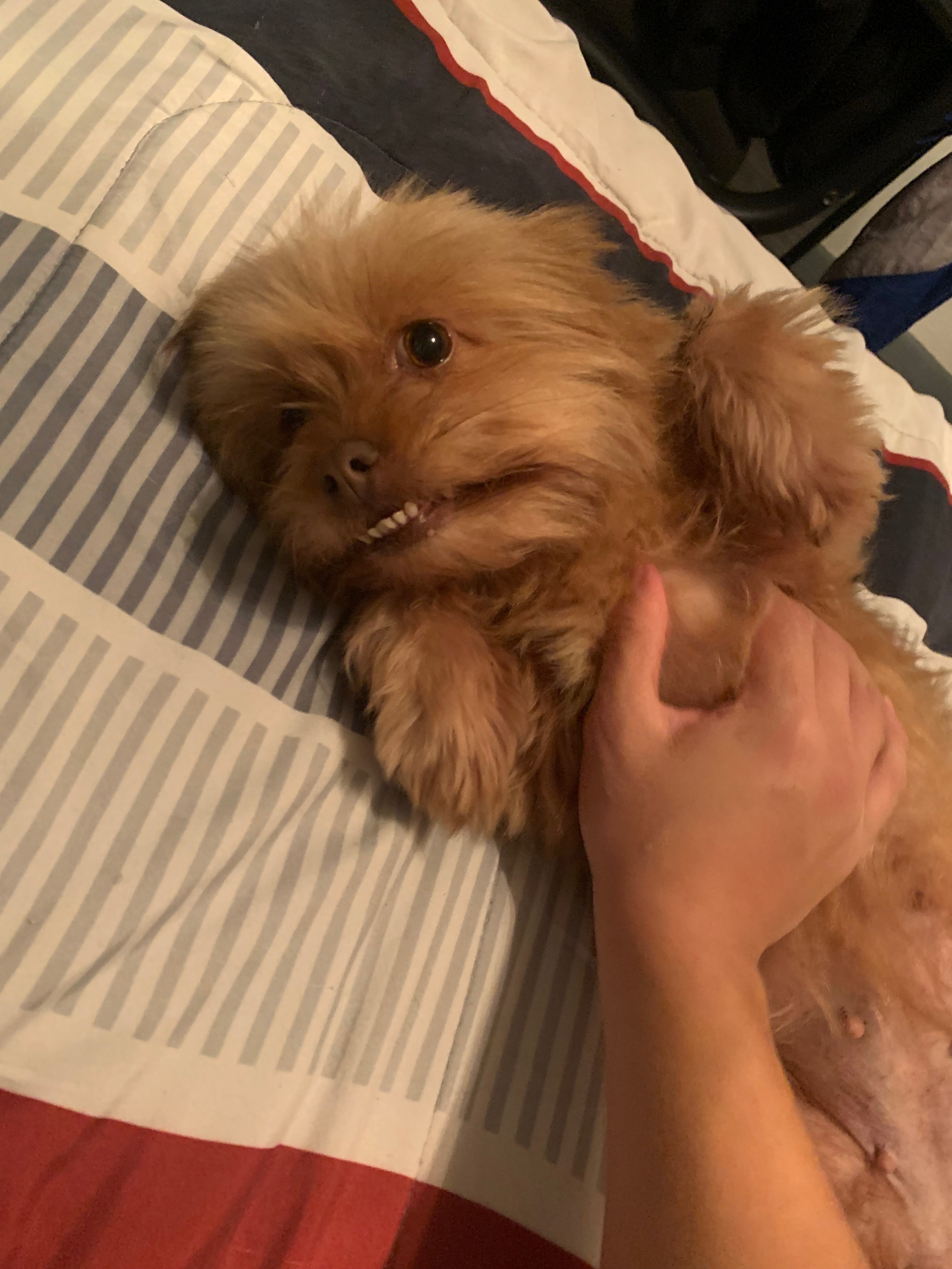 Help My Dog Get Life-Saving Surgery campaign photo, 2 of 8