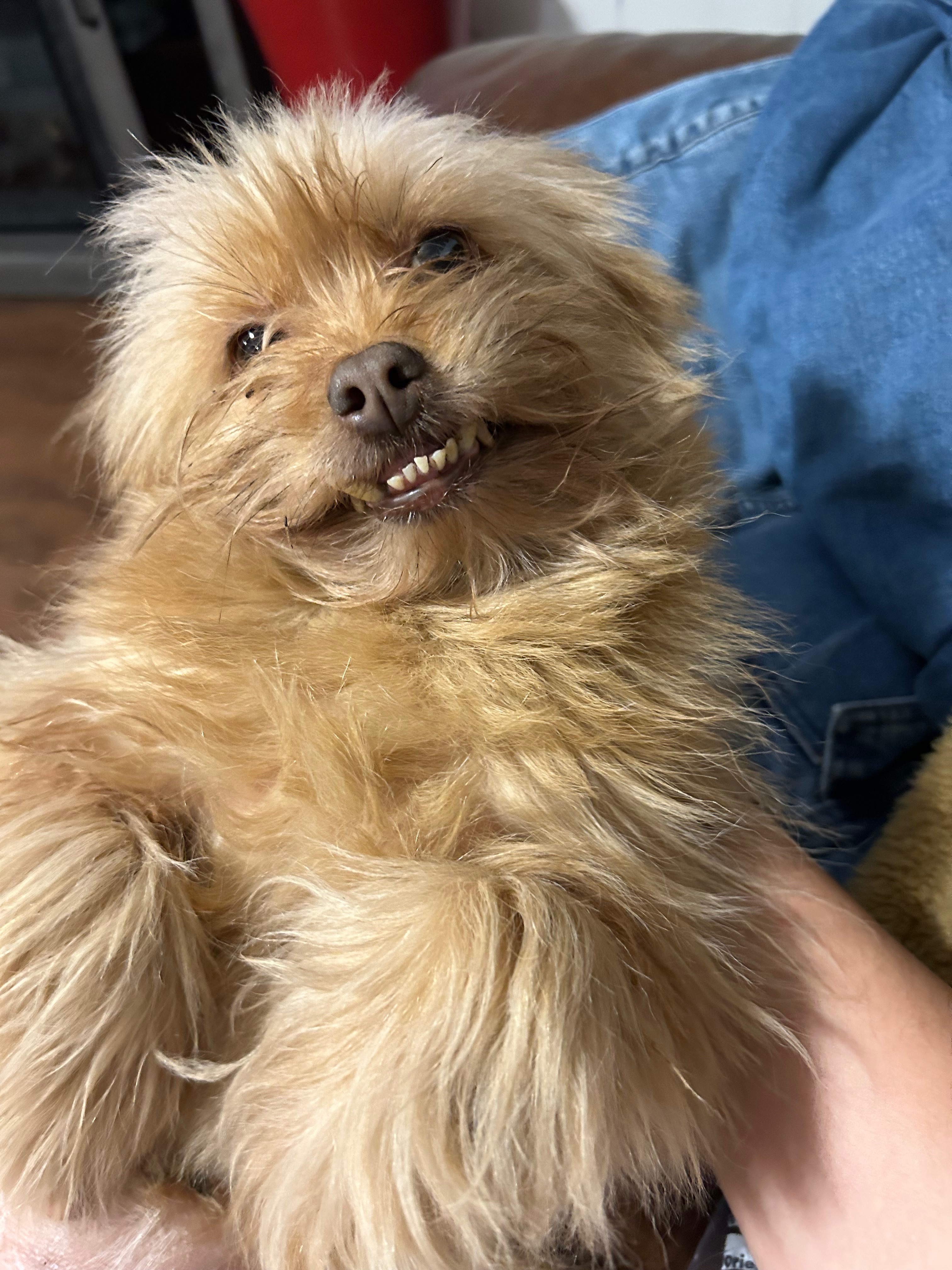 Help My Dog Get Life-Saving Surgery campaign photo, 4 of 8